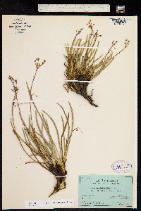 Ottoa oenanthoides image