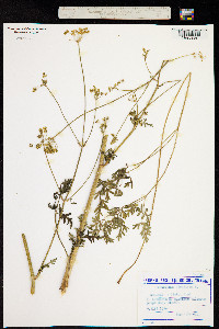 Peucedanum alsaticum image