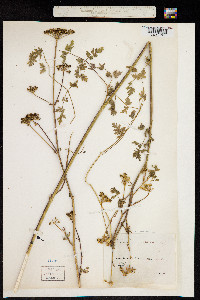 Peucedanum alsaticum image