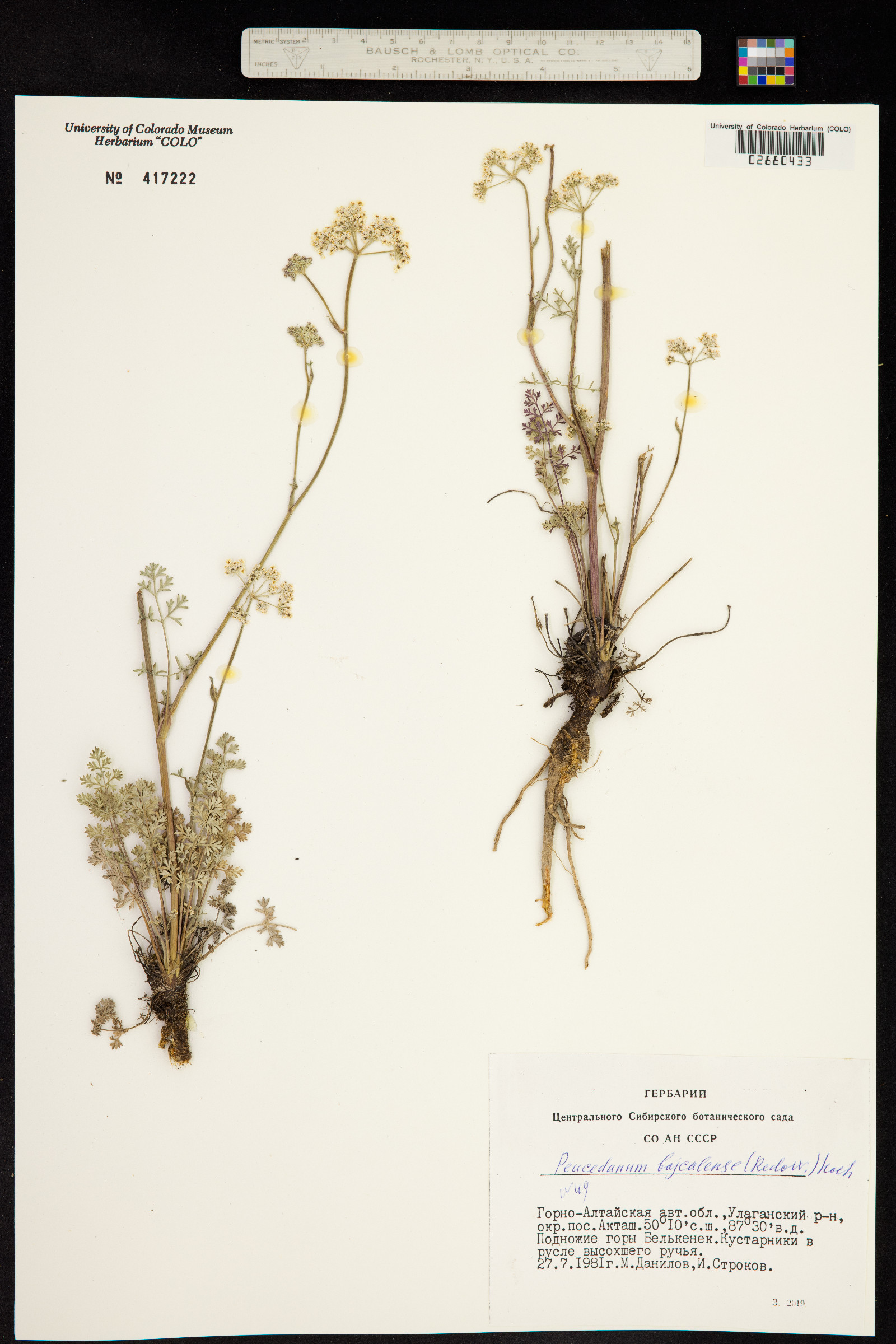 Peucedanum baicalense image