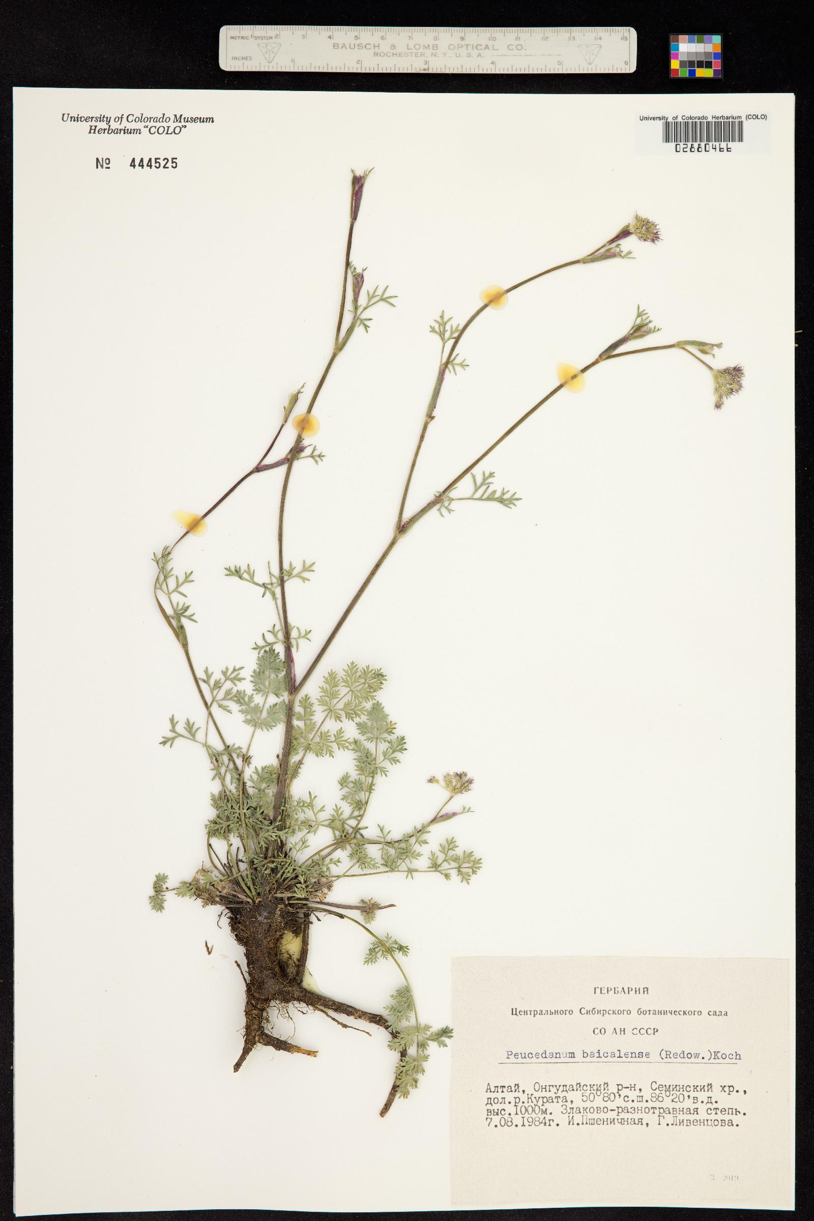 Peucedanum baicalense image