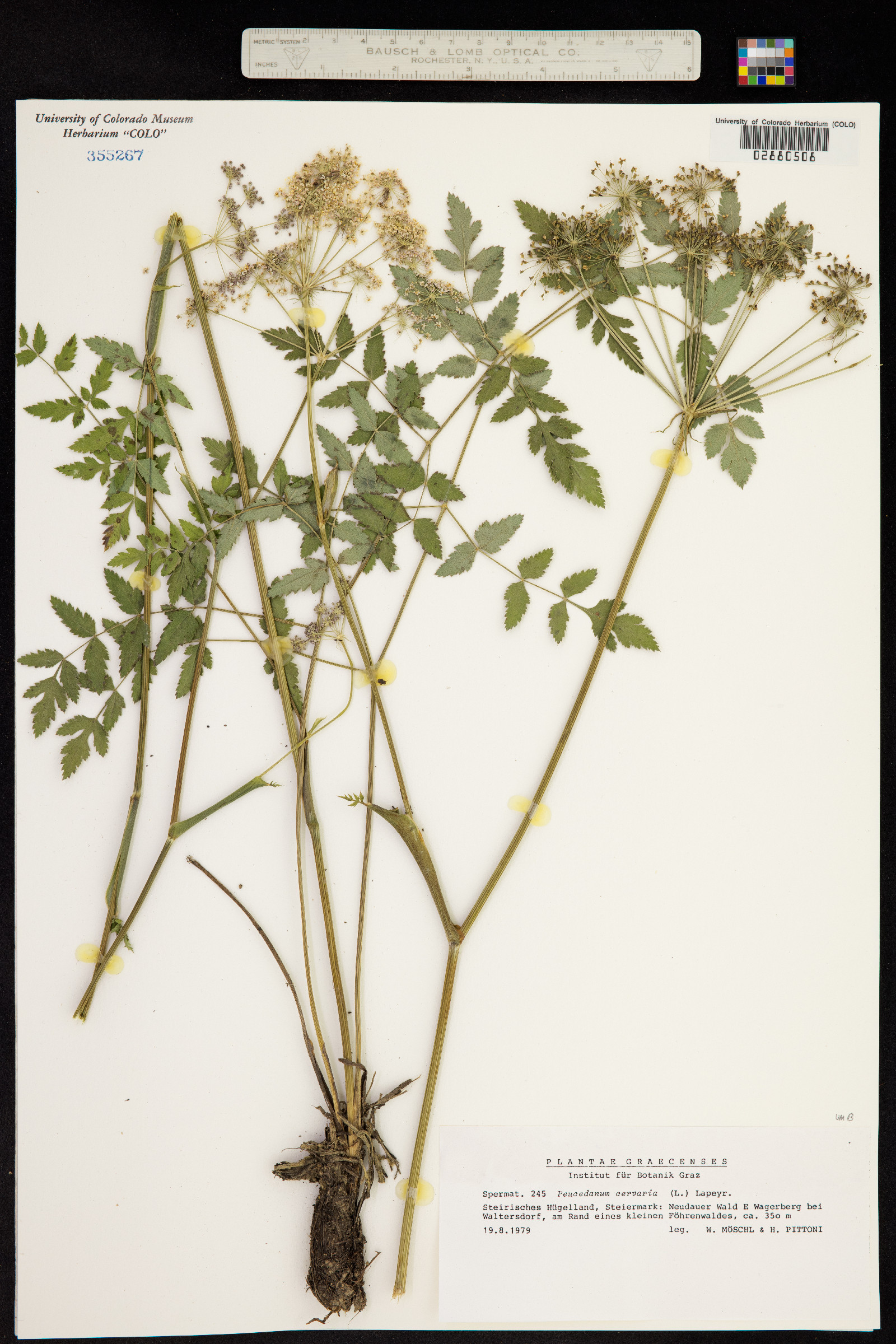 Peucedanum cervaria image