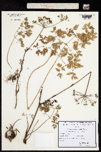 Peucedanum oreoselinum image
