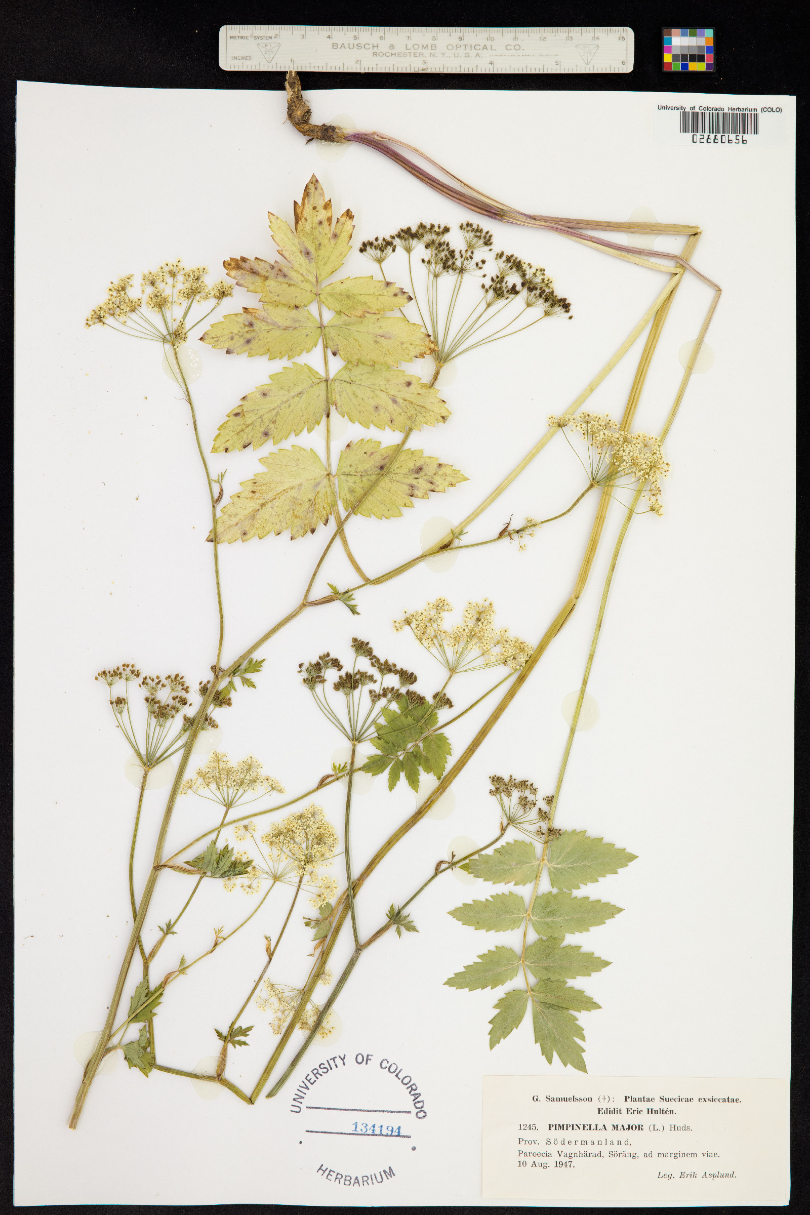 Pimpinella major image