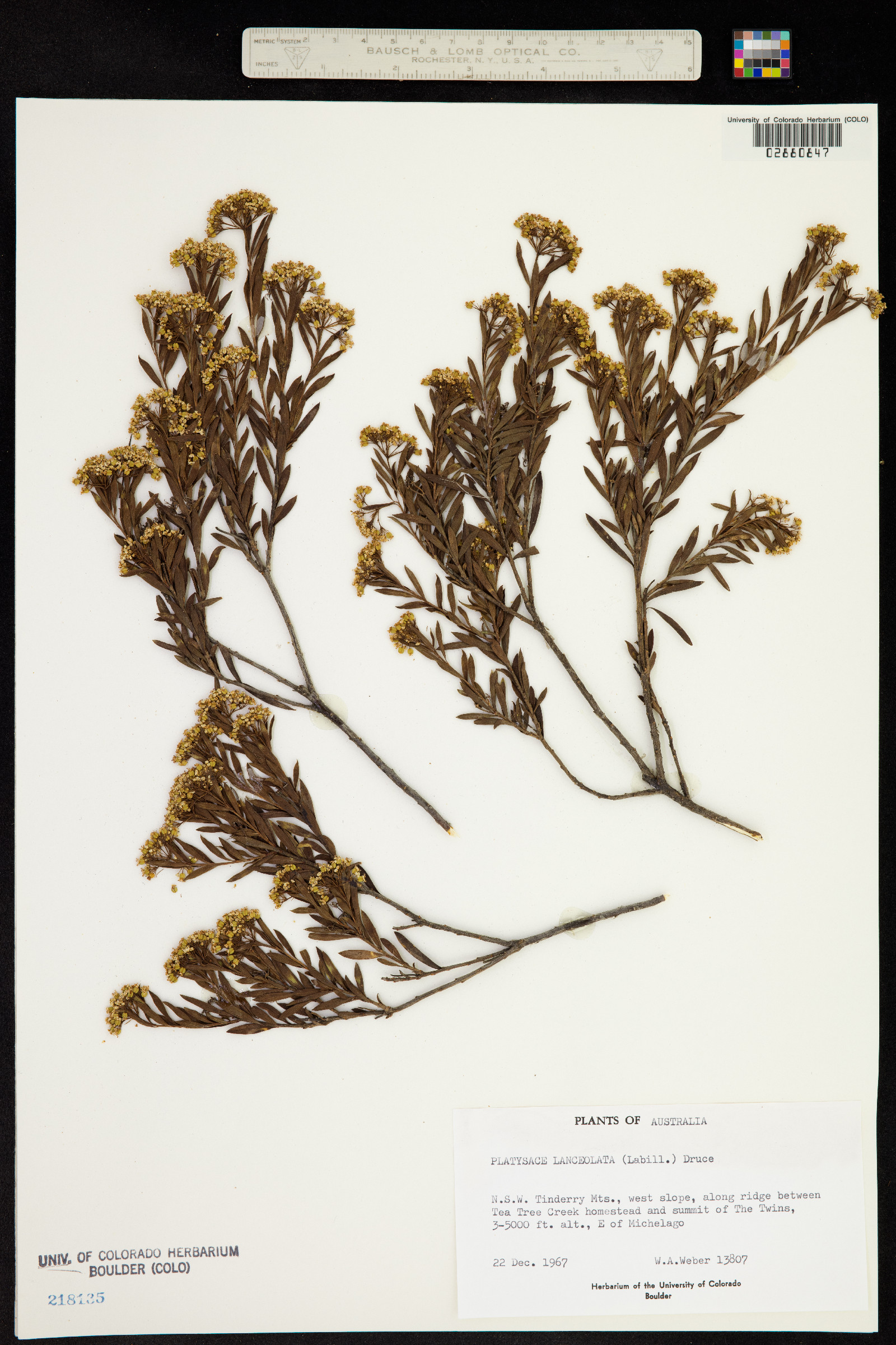 Platysace lanceolata image