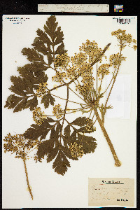 Pleurospermum austriacum image