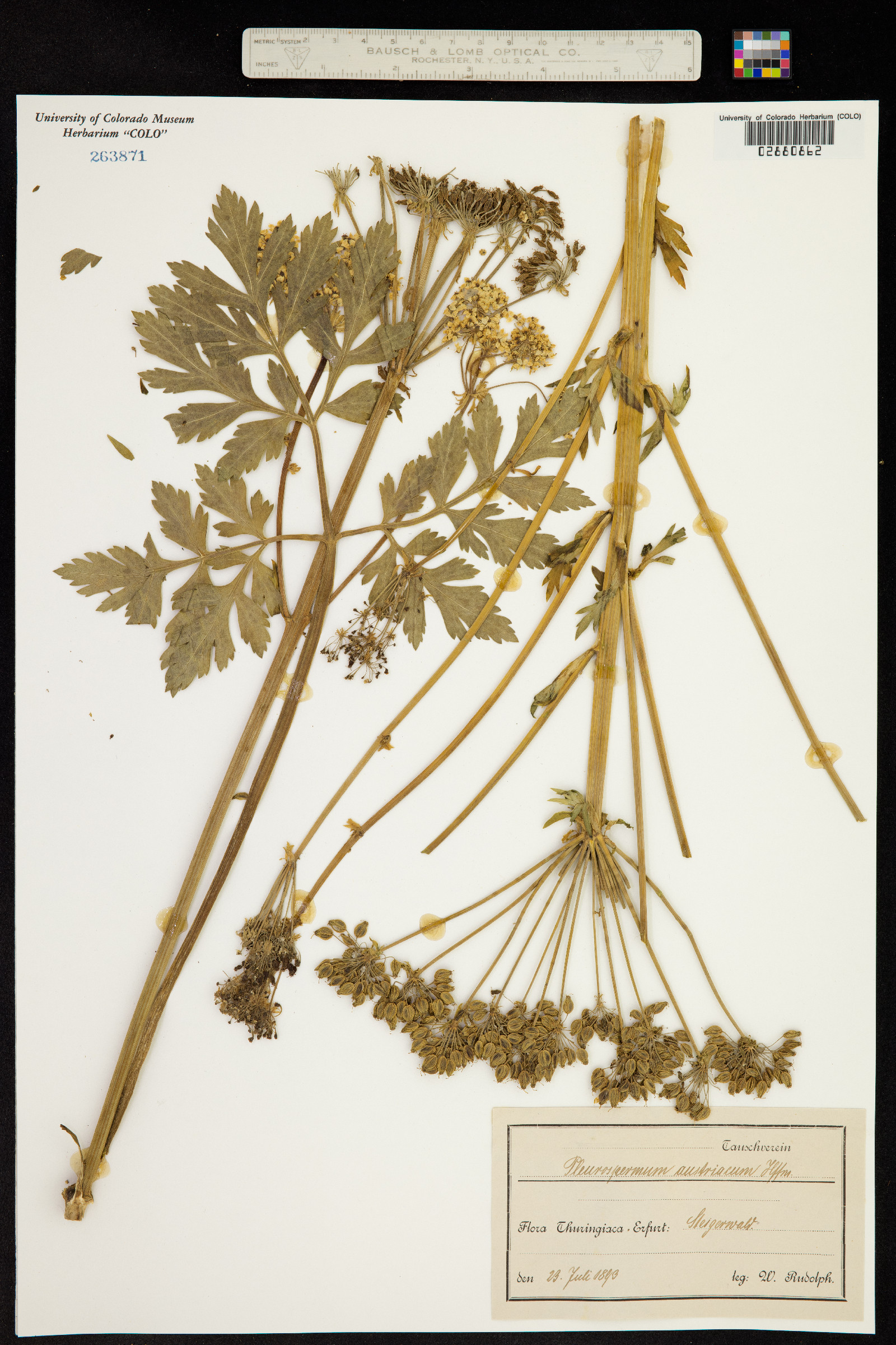 Pleurospermum image