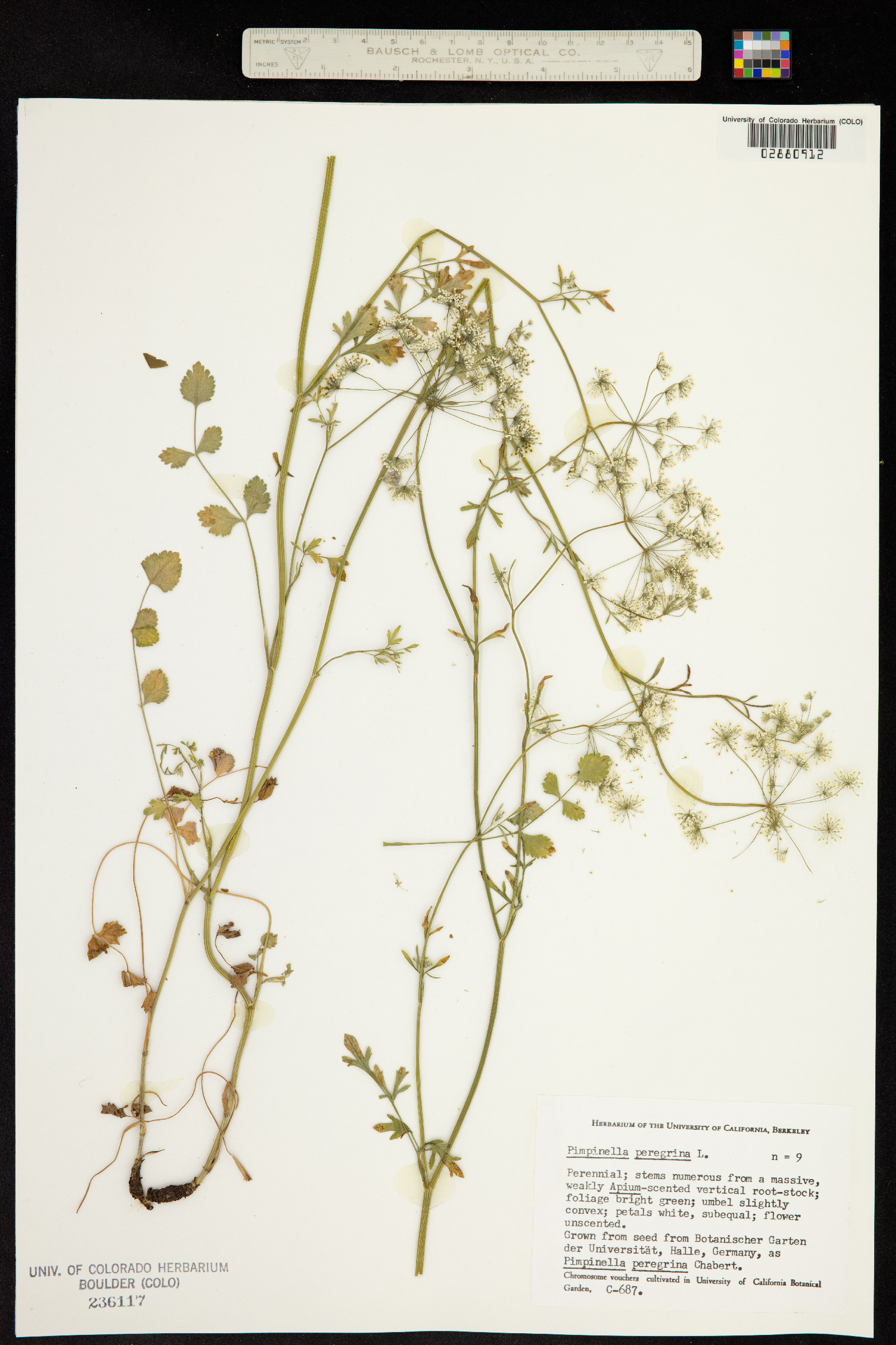 Pimpinella peregrina image