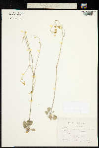 Image of Pimpinella flabellifolia