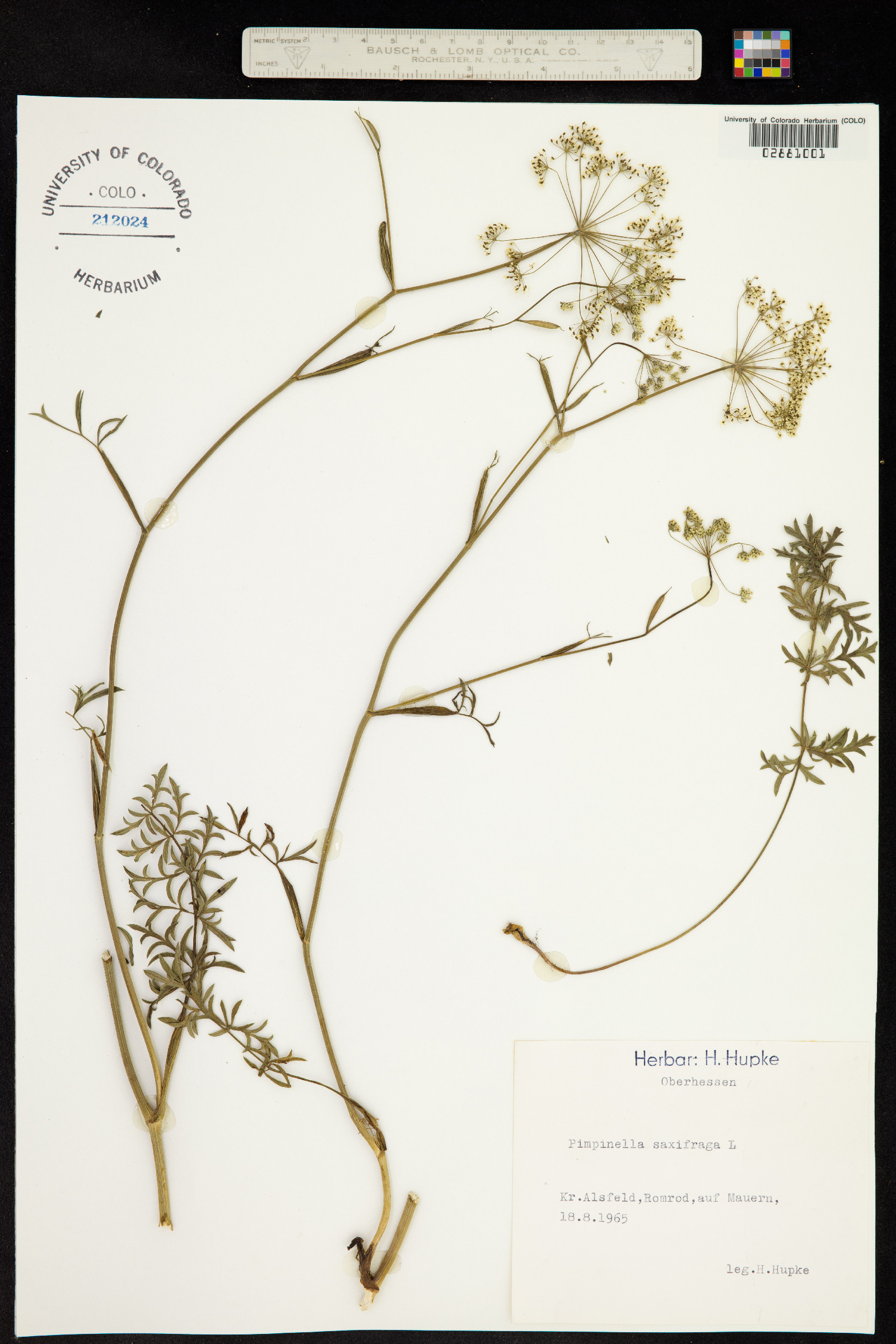 Pimpinella image
