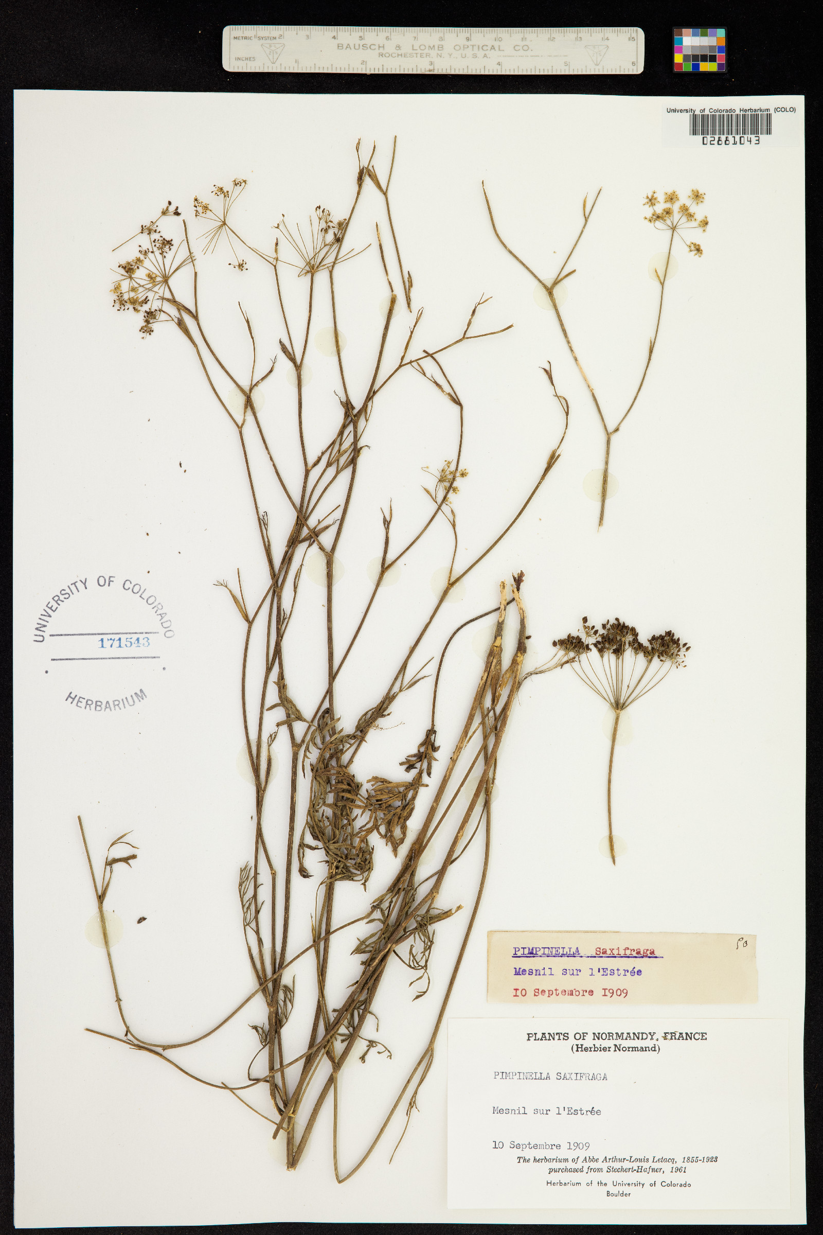 Pimpinella saxifraga image