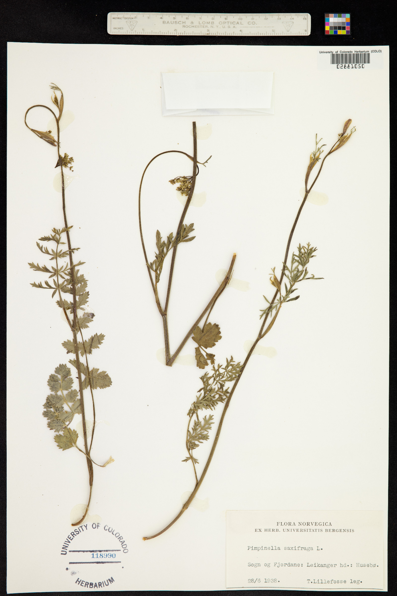 Pimpinella saxifraga image