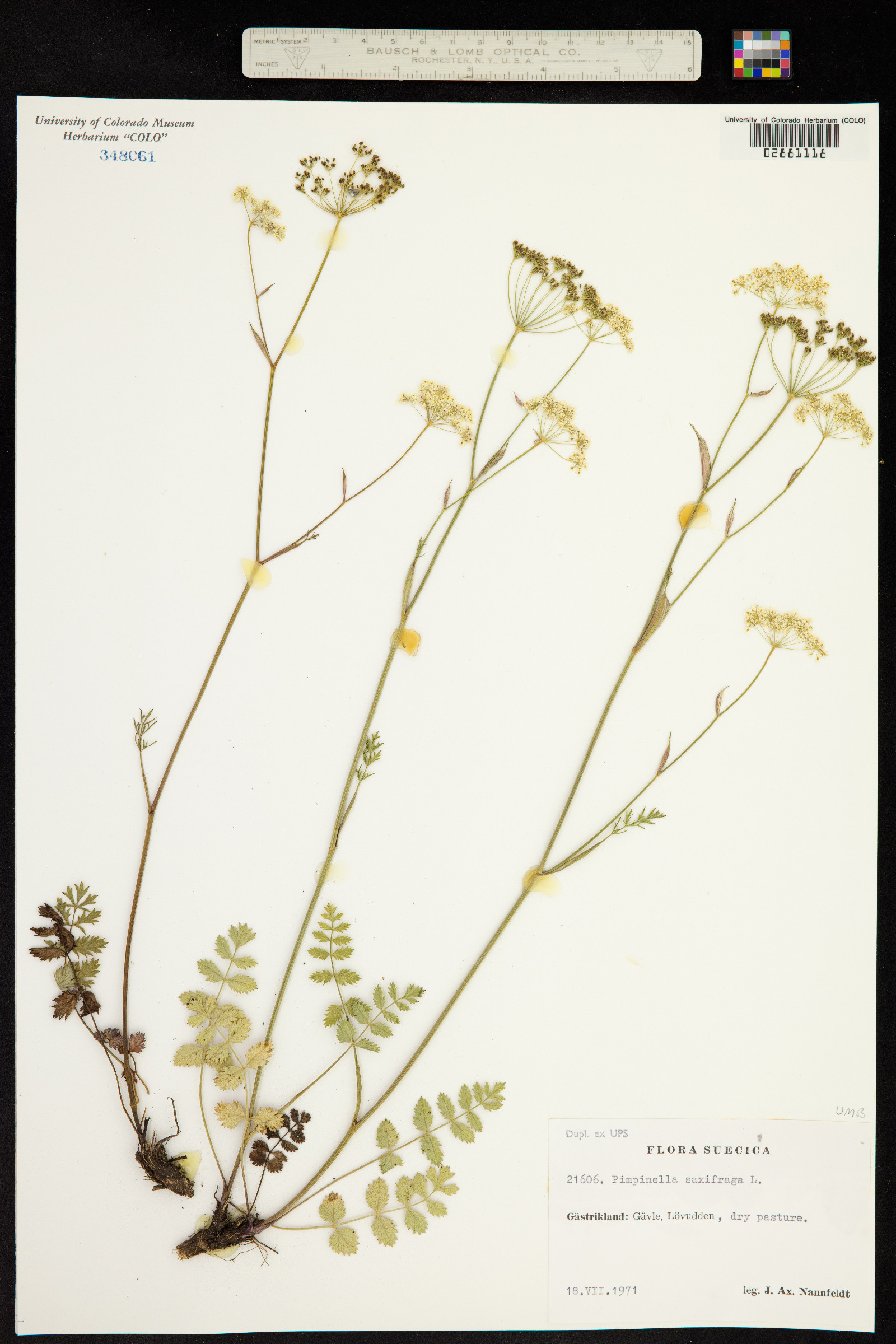 Pimpinella saxifraga image