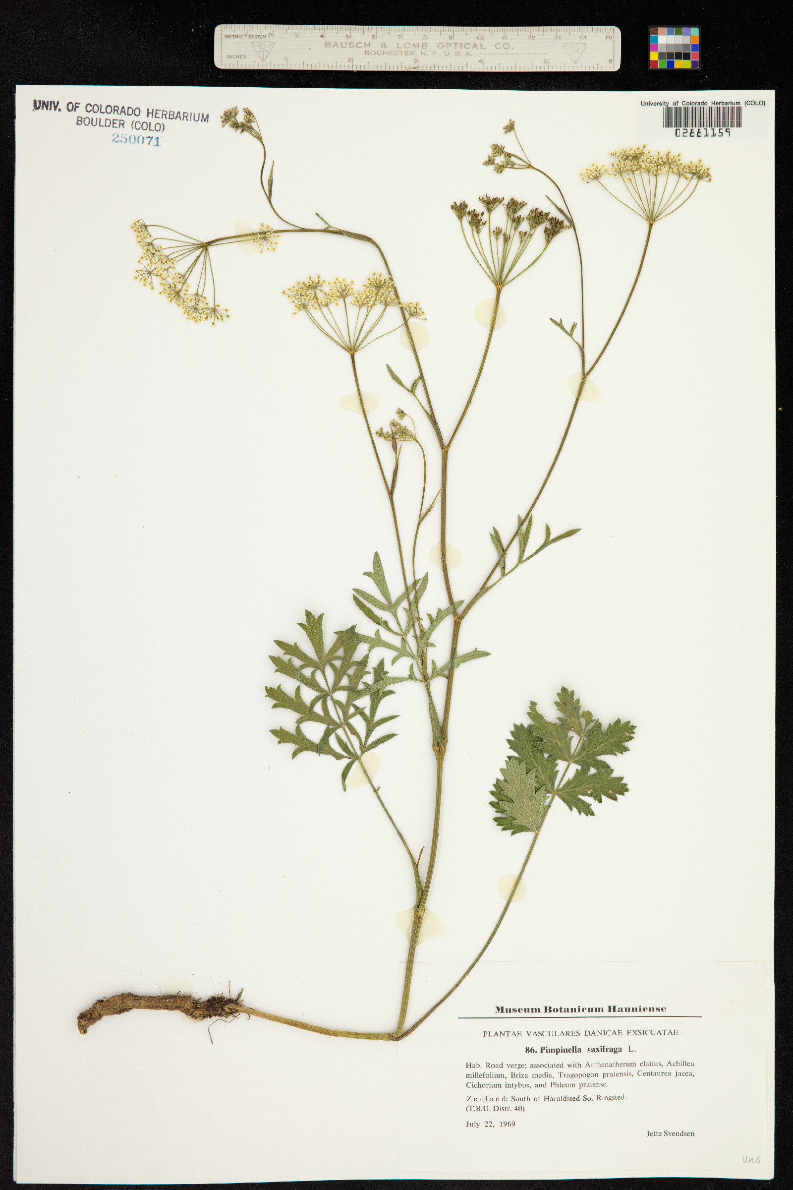 Pimpinella saxifraga image