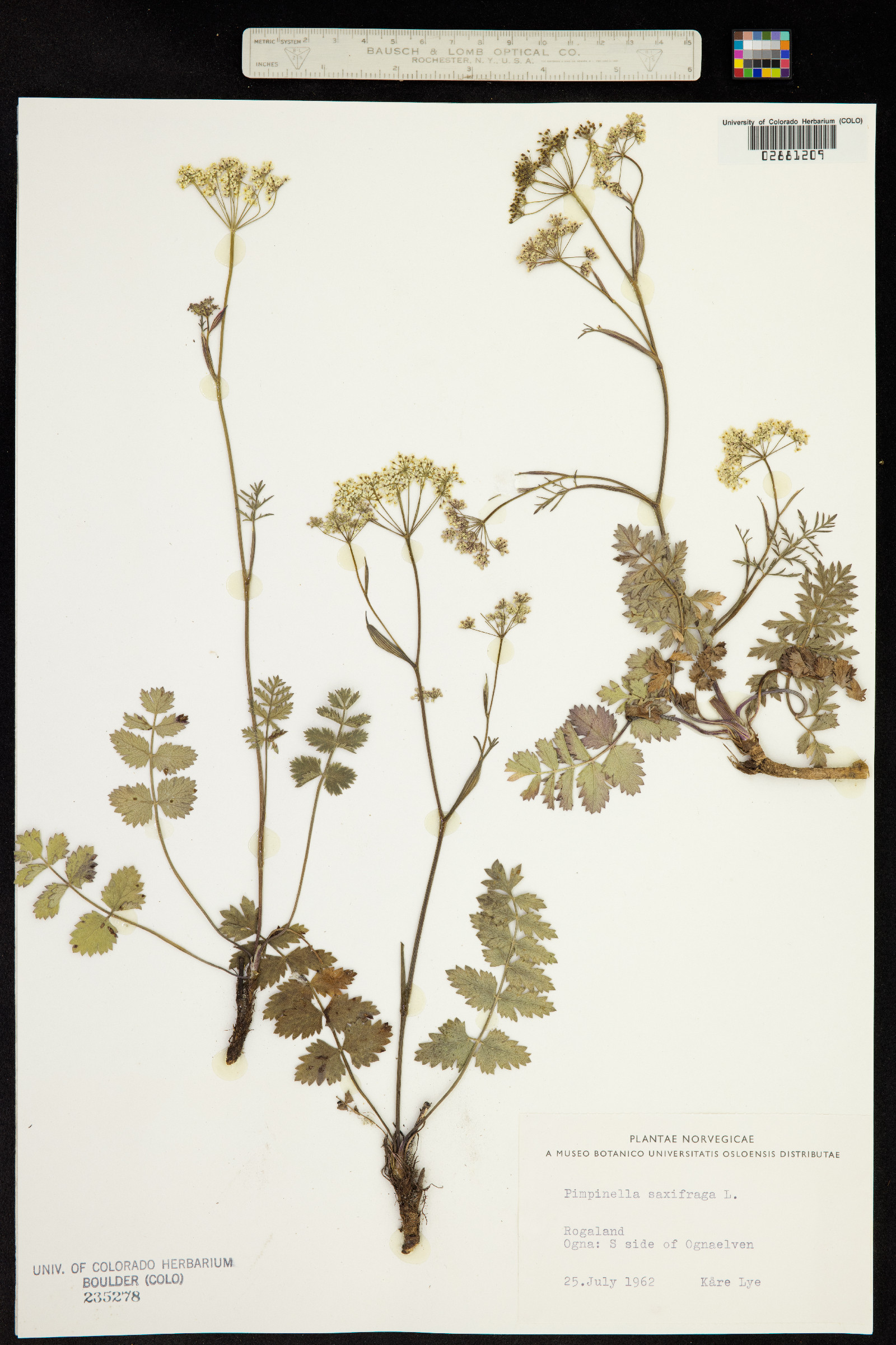 Pimpinella saxifraga image