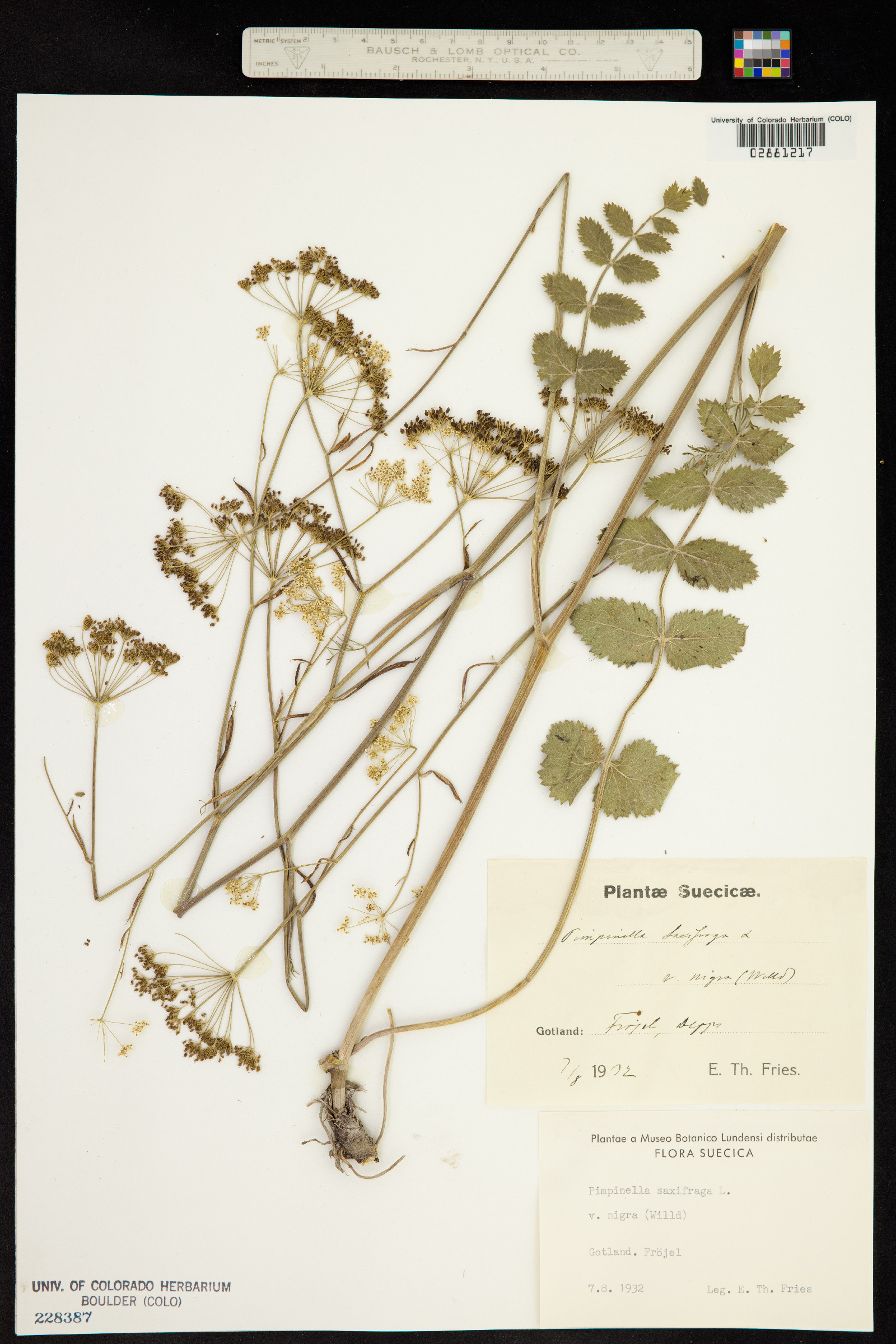 Pimpinella saxifraga image