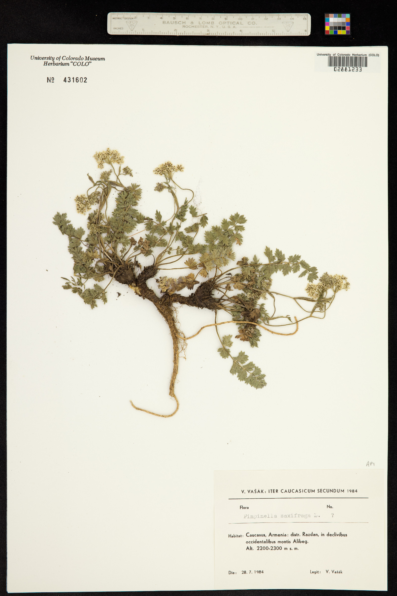 Pimpinella saxifraga image