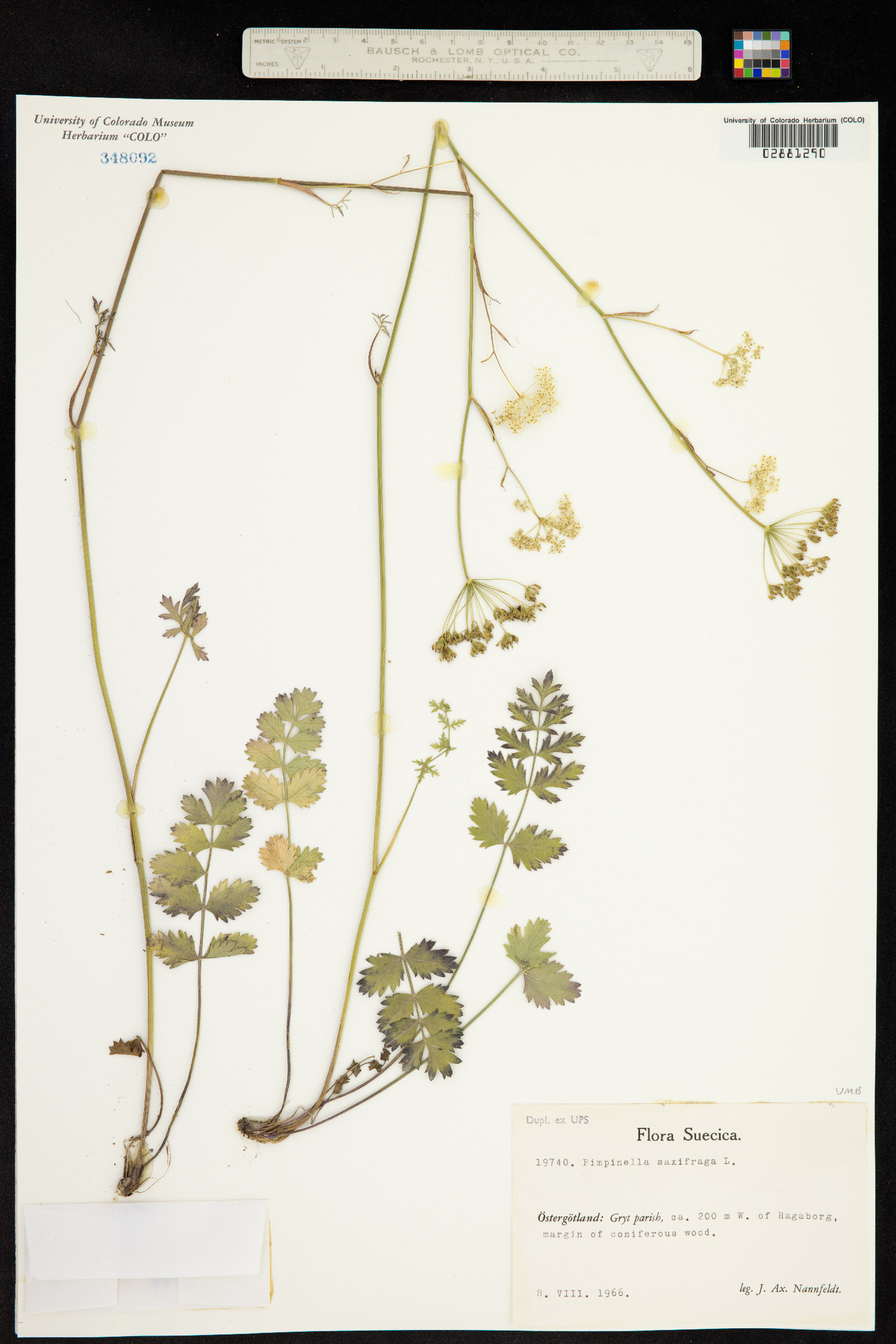 Pimpinella image