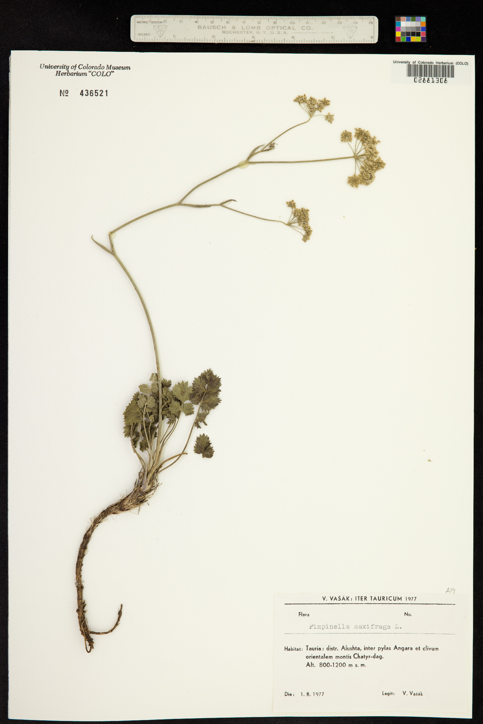 Pimpinella saxifraga image