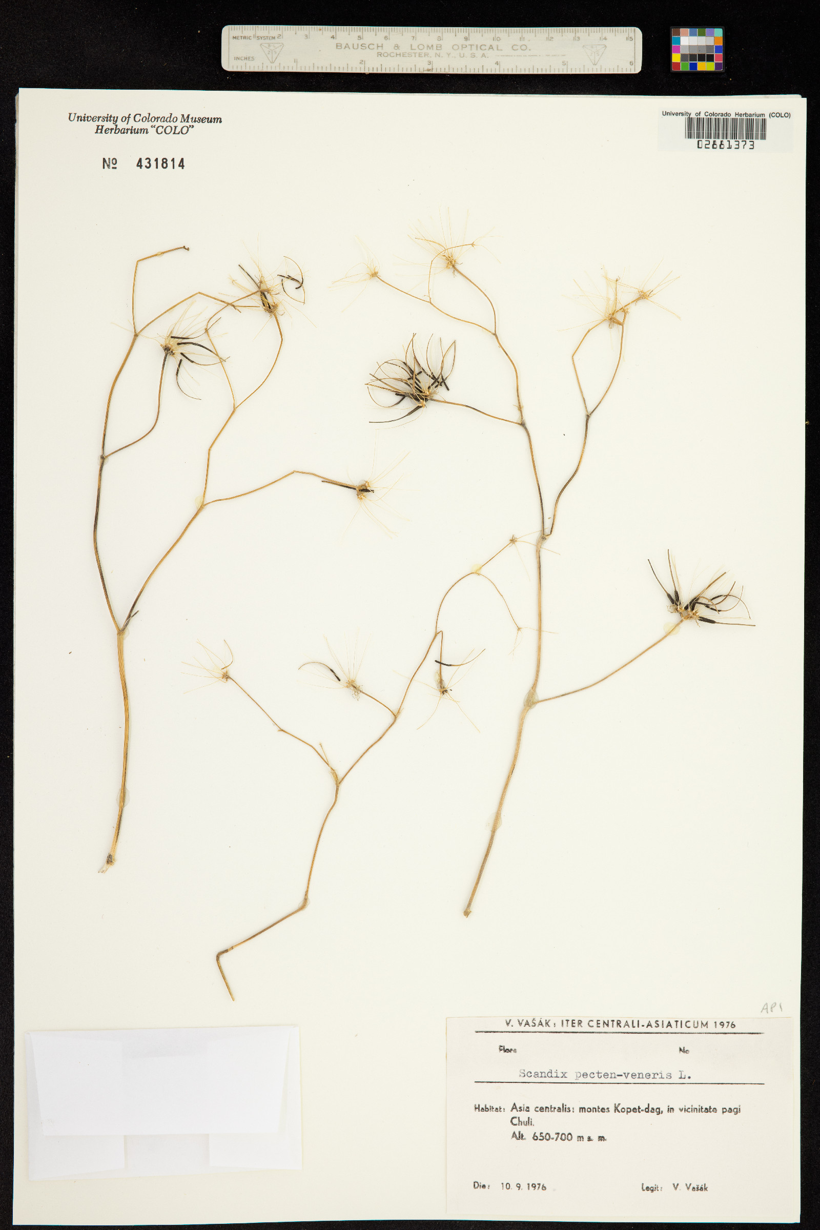 Scandix pecten-veneris image