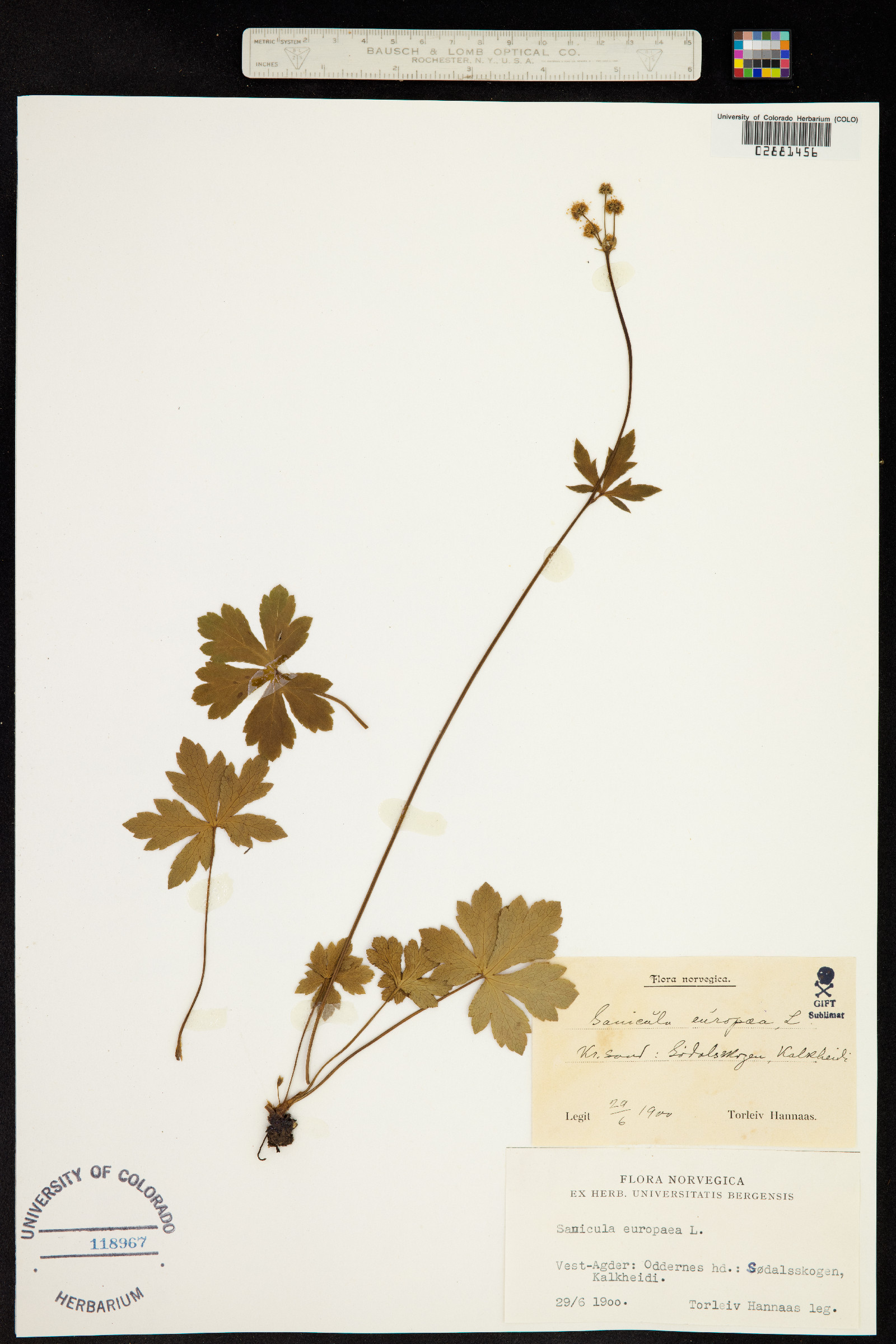 Sanicula europaea image
