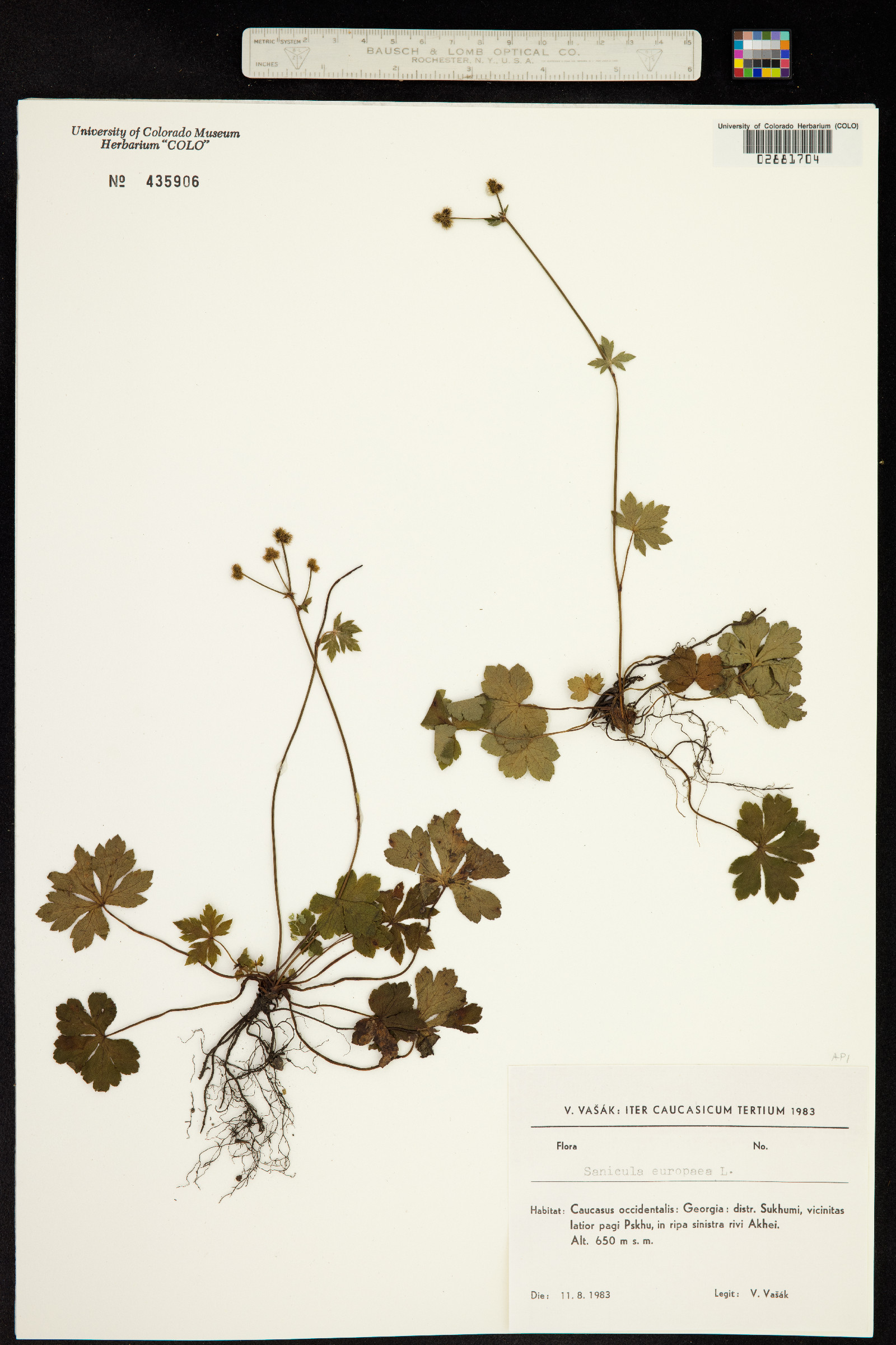Sanicula europaea image