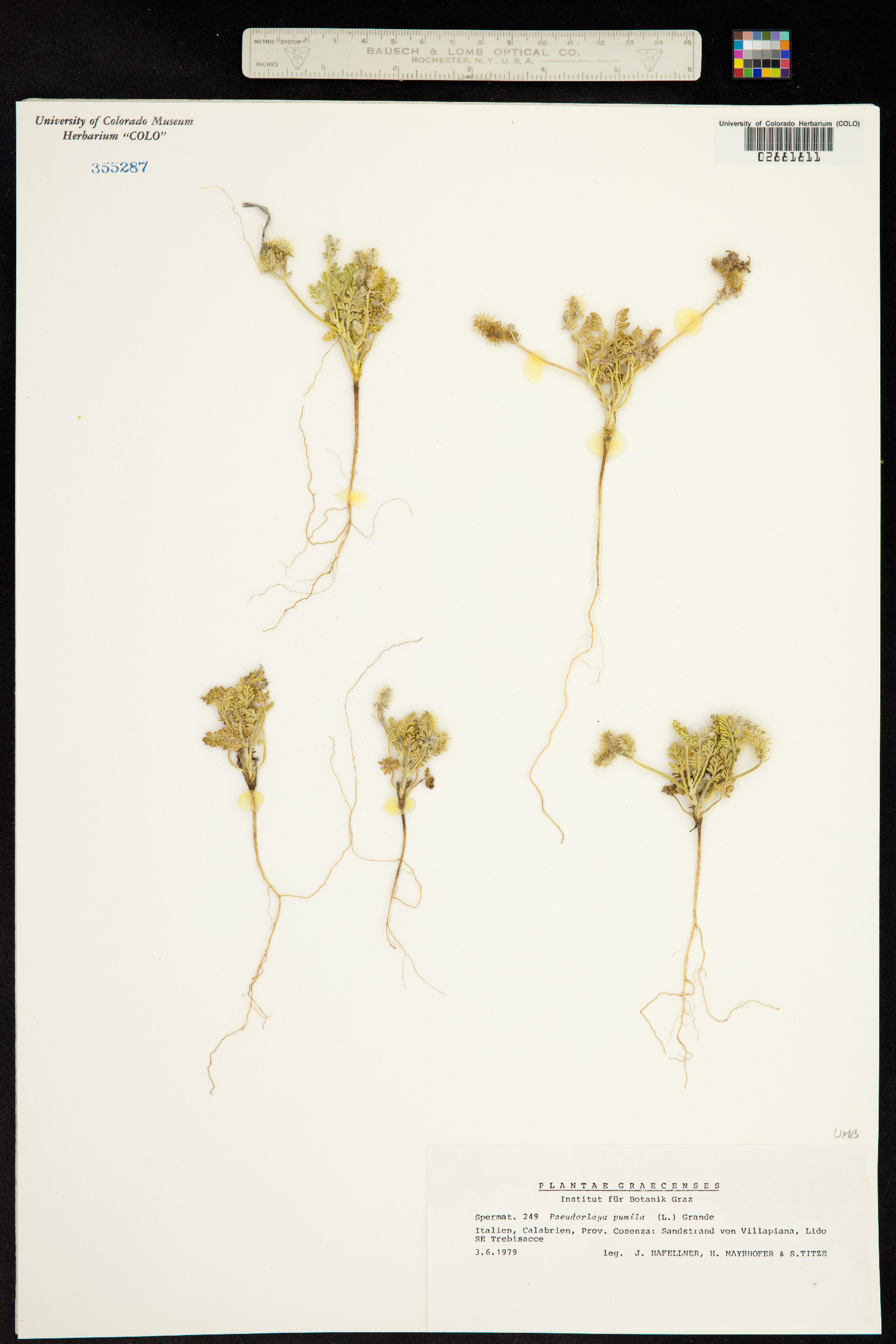 Daucus pumilus image