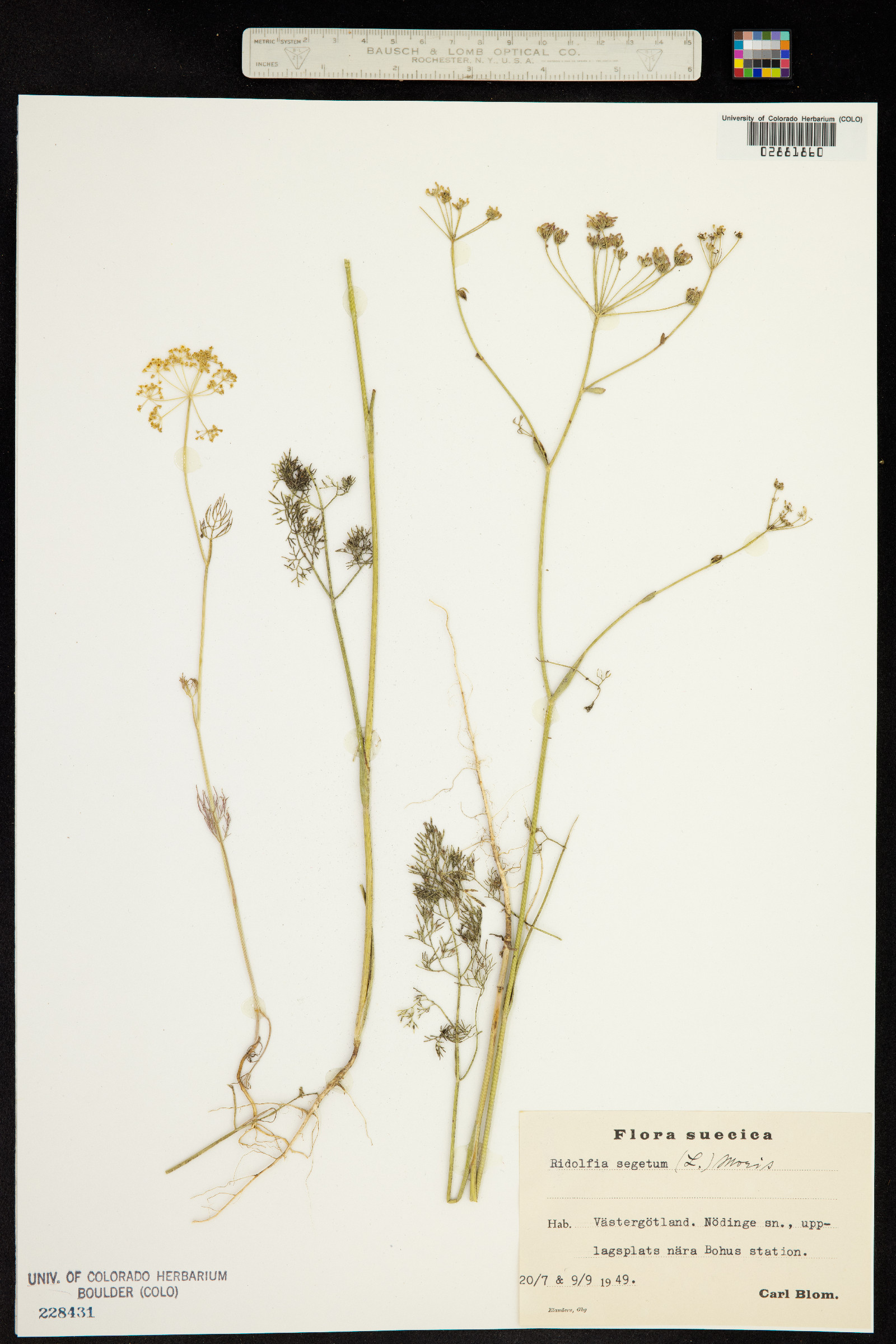 Ridolfia segetum image