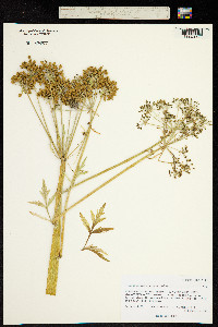Image of Pleurospermum uralense