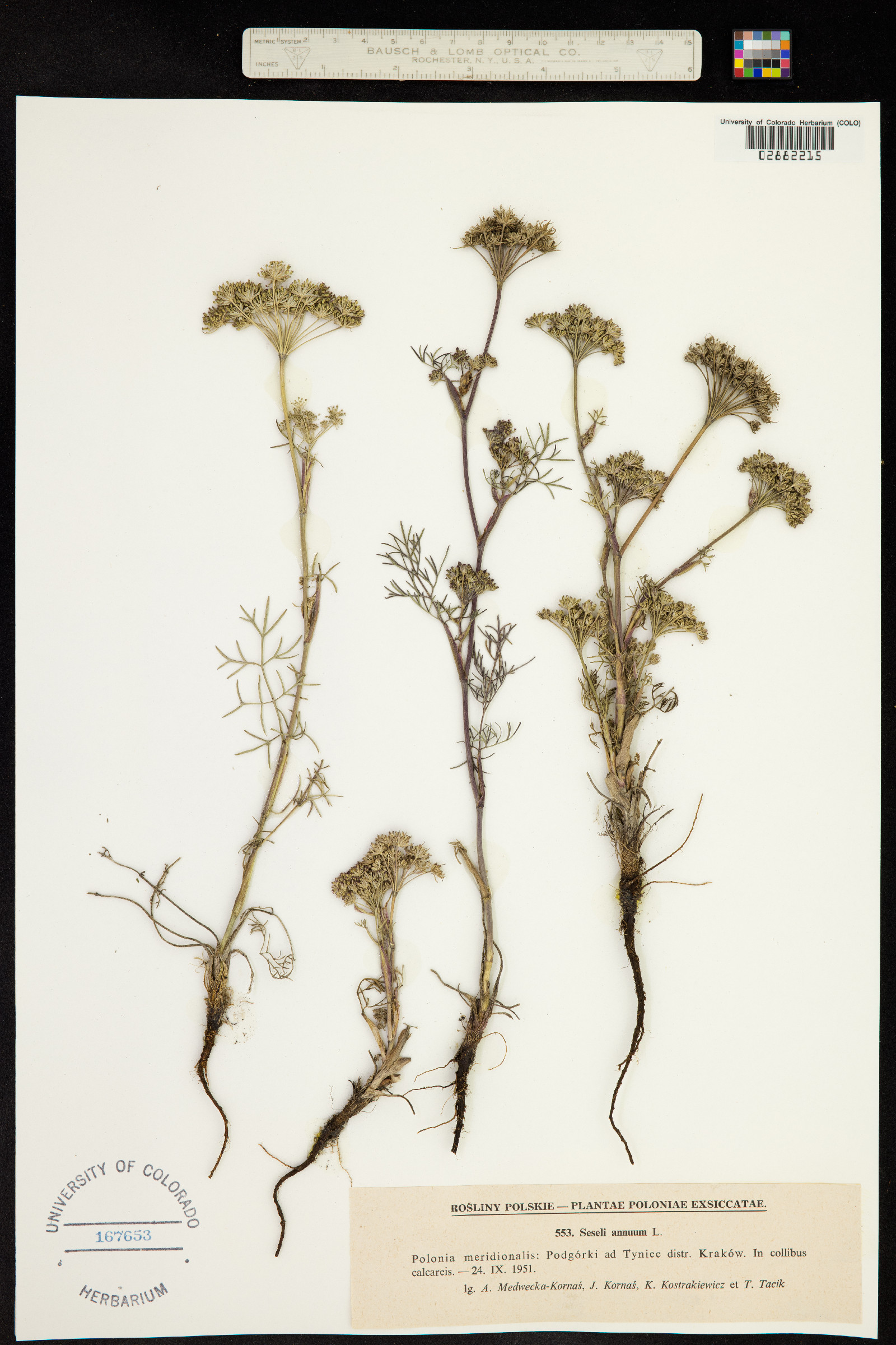 Seseli annuum image