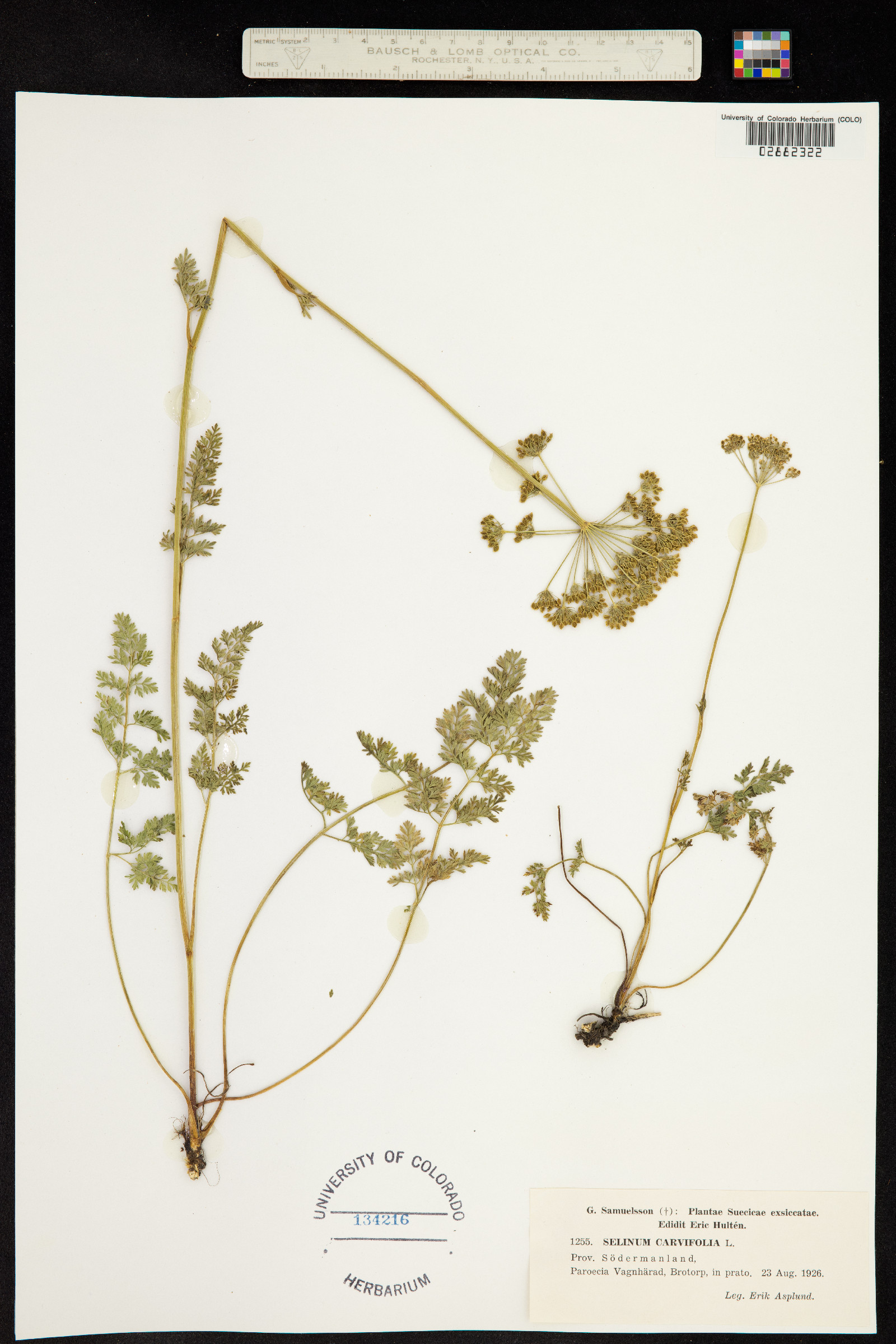 Selinum carvifolia image