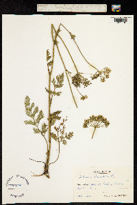 Selinum carvifolia image
