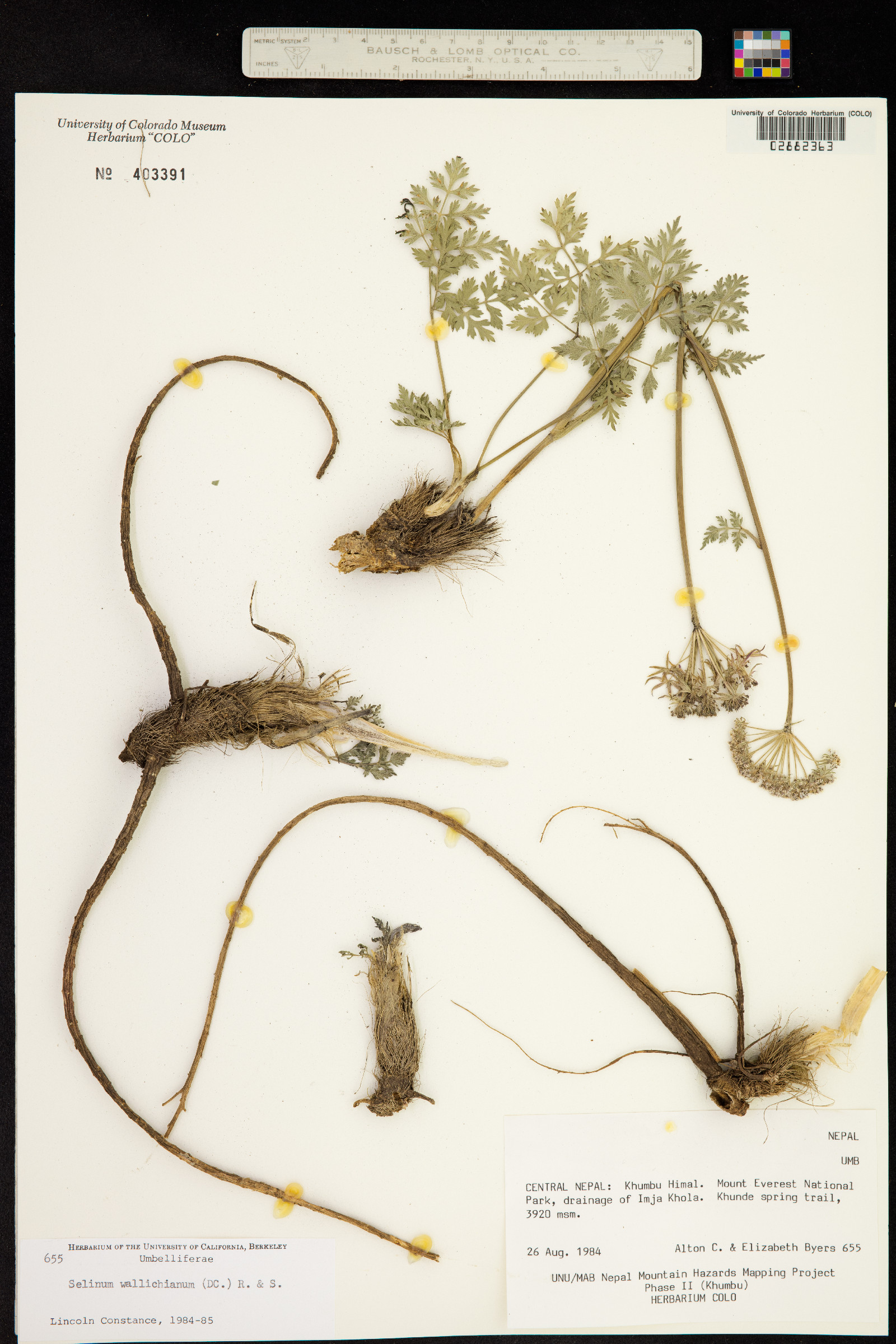 Ligusticopsis wallichiana image