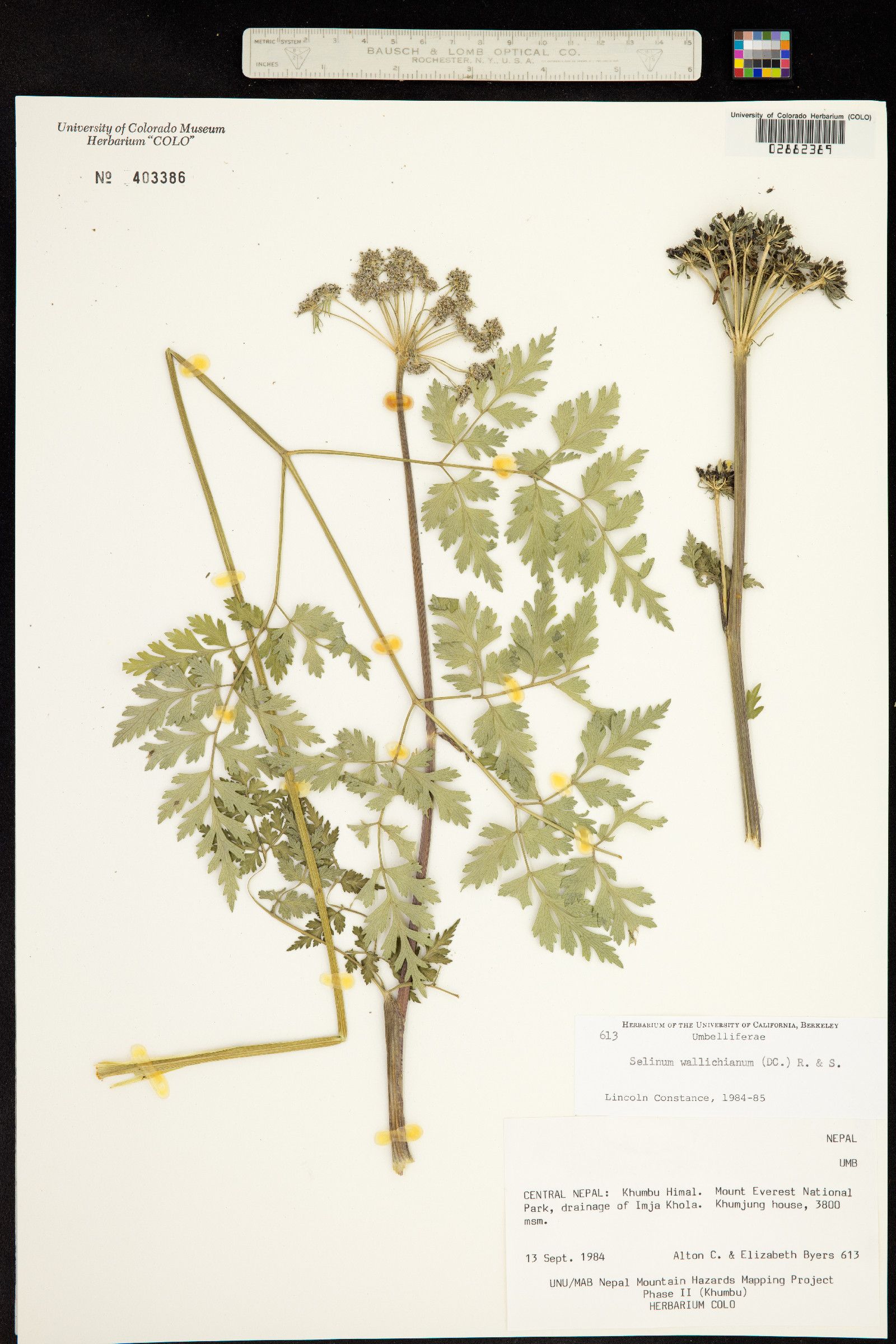 Ligusticopsis wallichiana image