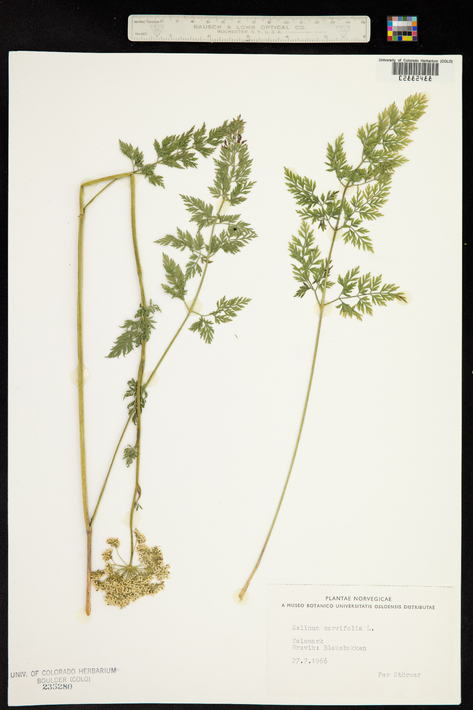 Selinum carvifolia image