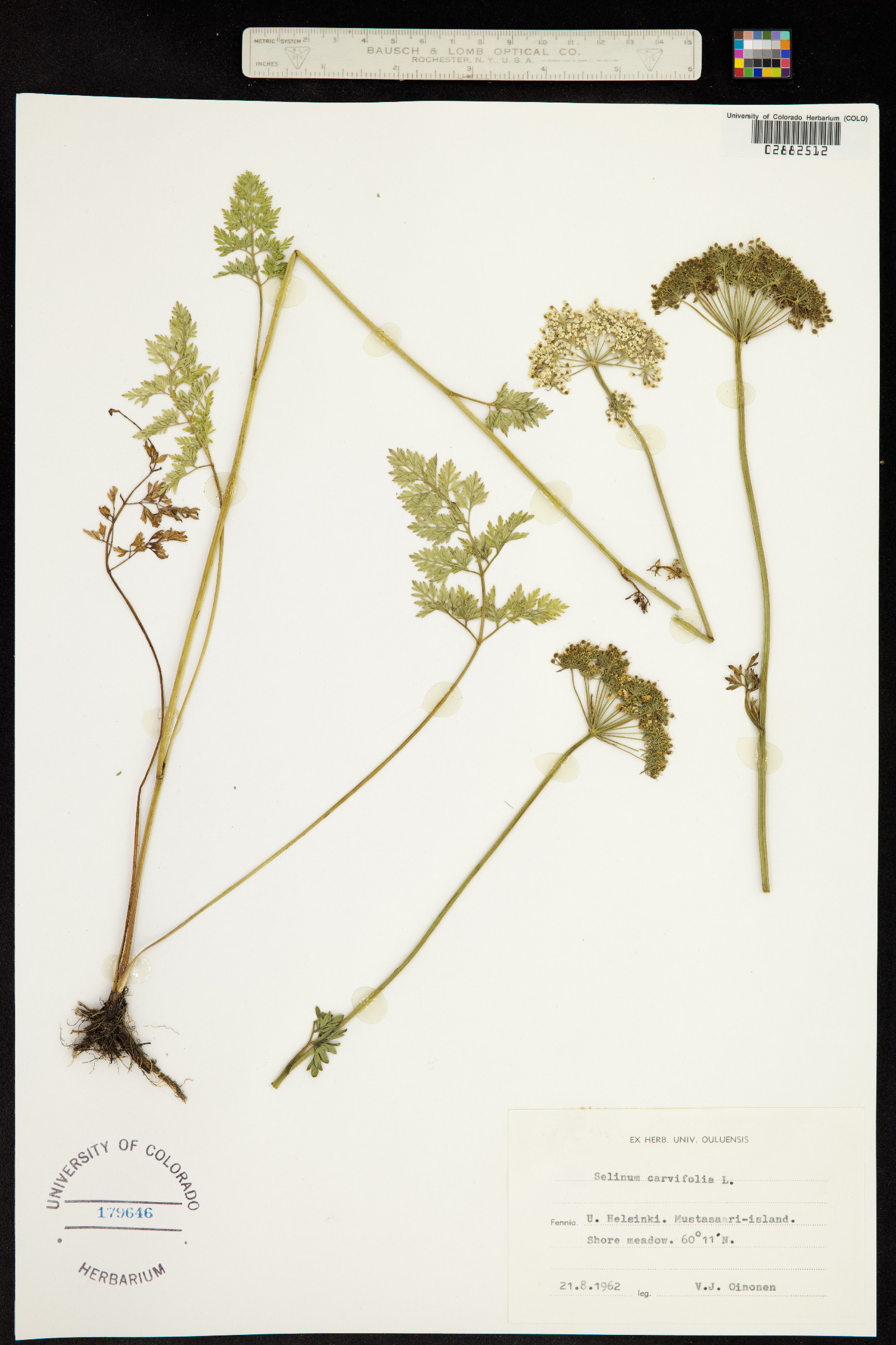 Selinum carvifolia image