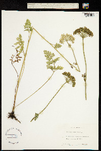 Selinum carvifolia image