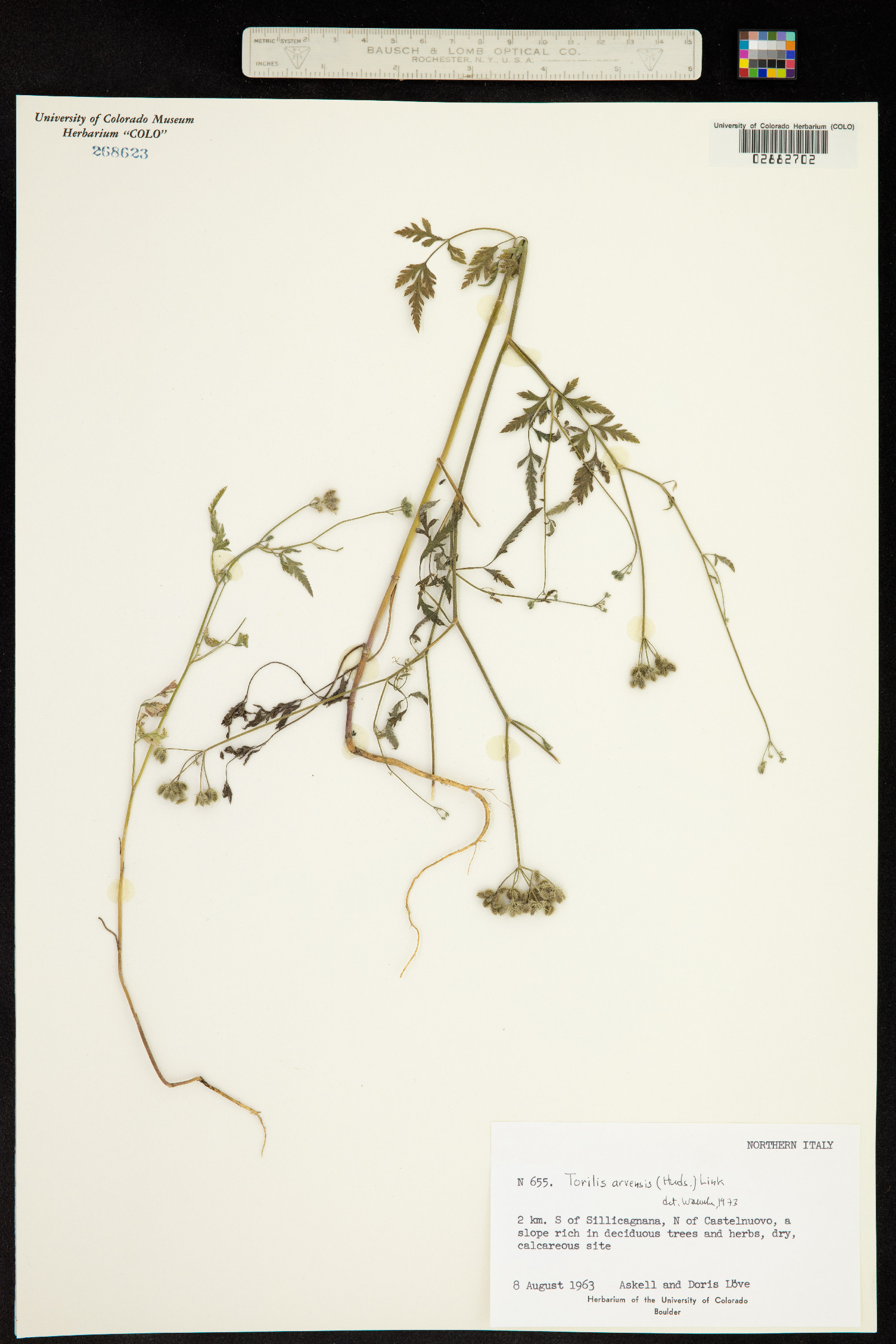 Torilis arvensis image