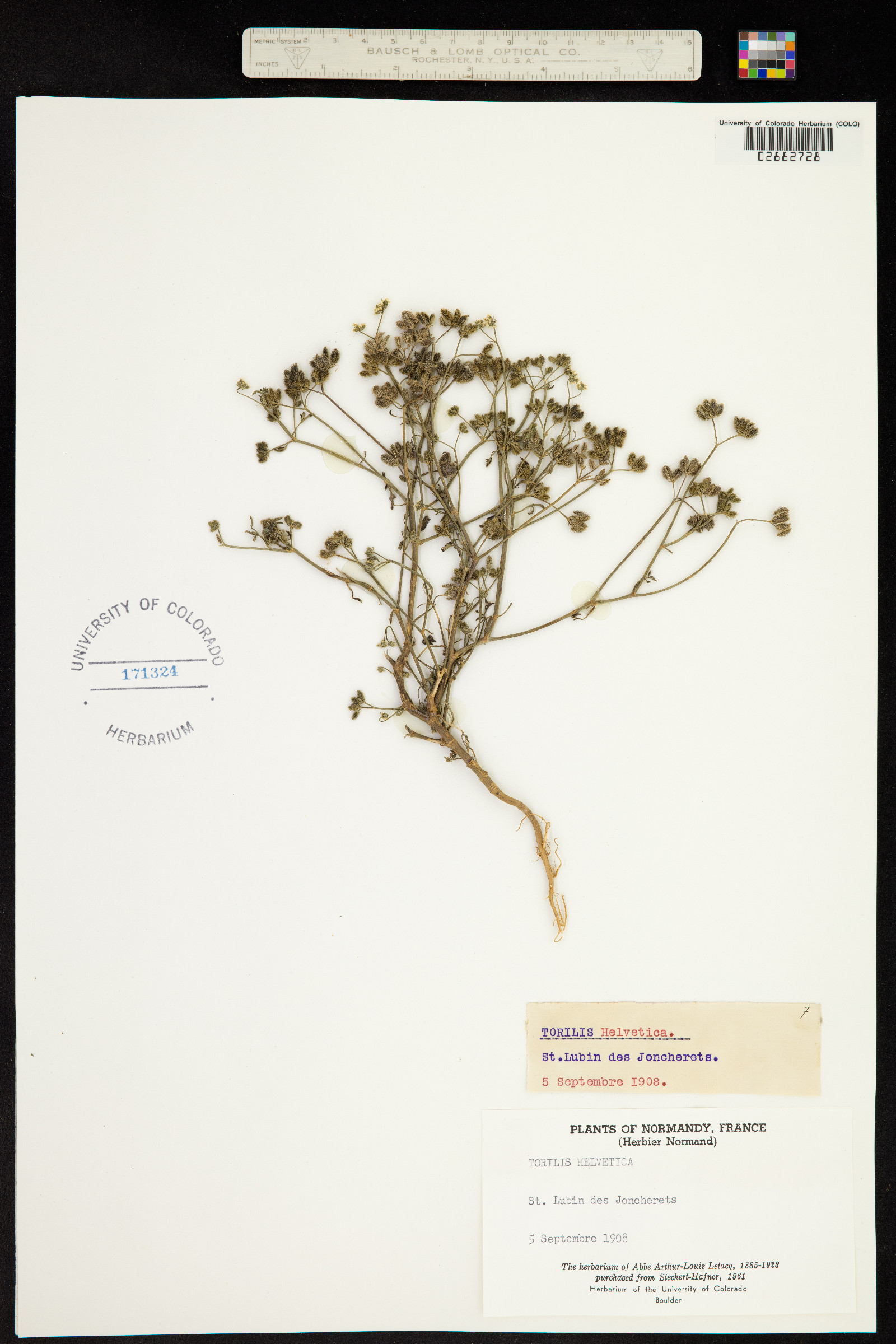 Torilis arvensis image