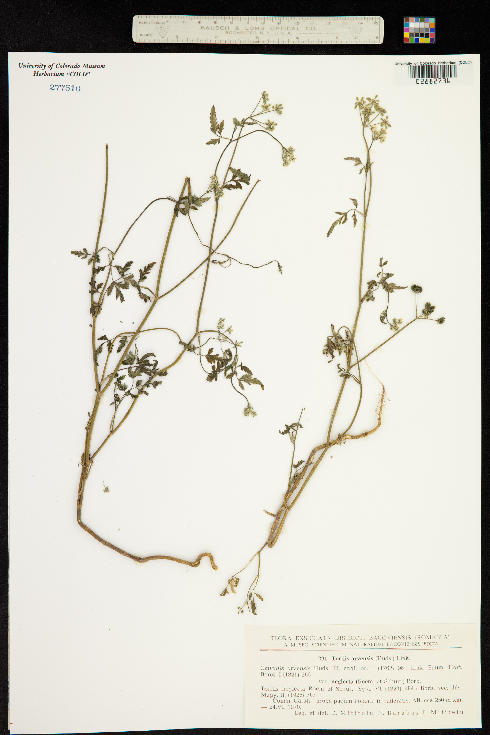 Torilis arvensis image