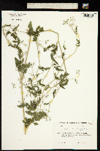 Torilis arvensis image