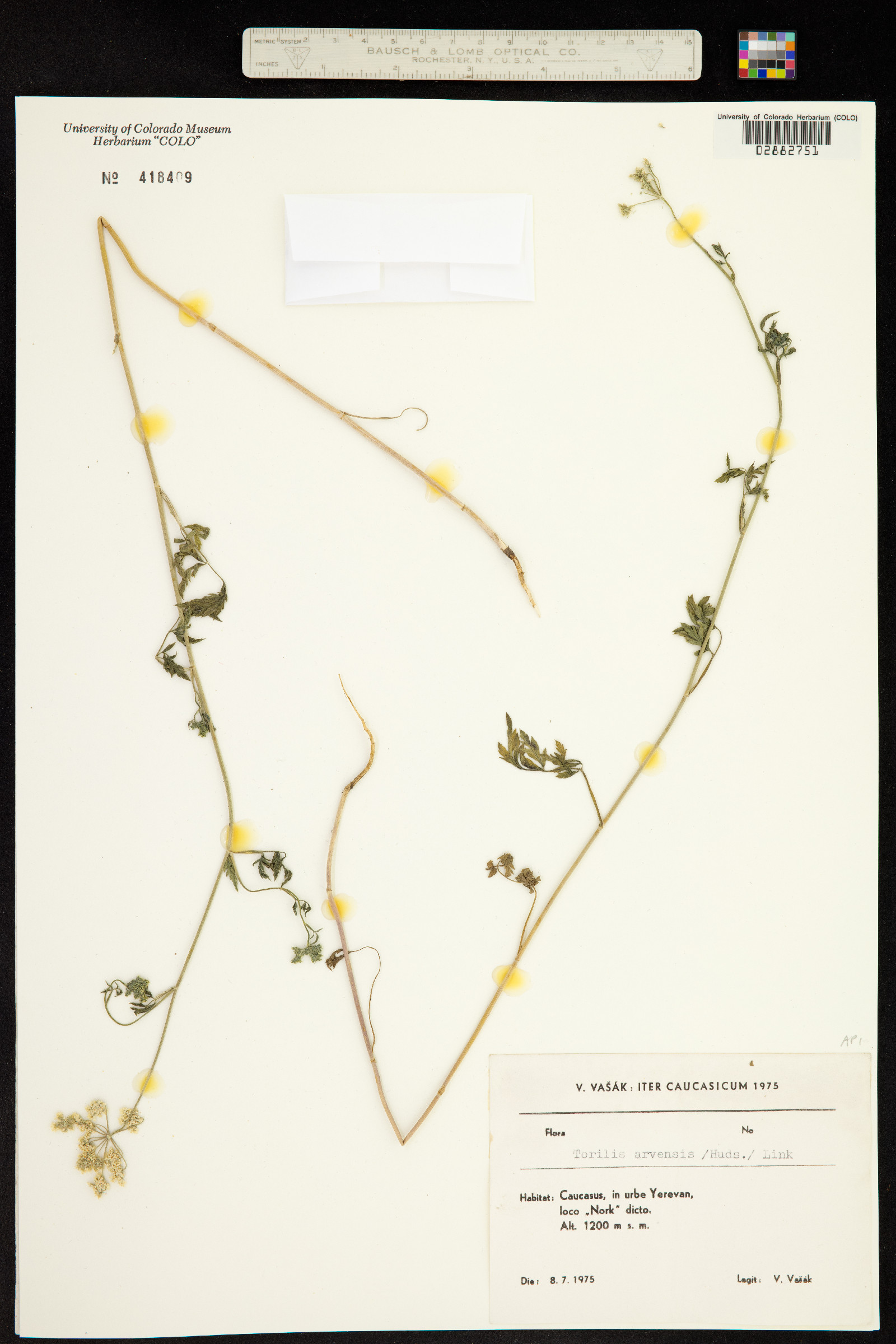 Torilis arvensis image