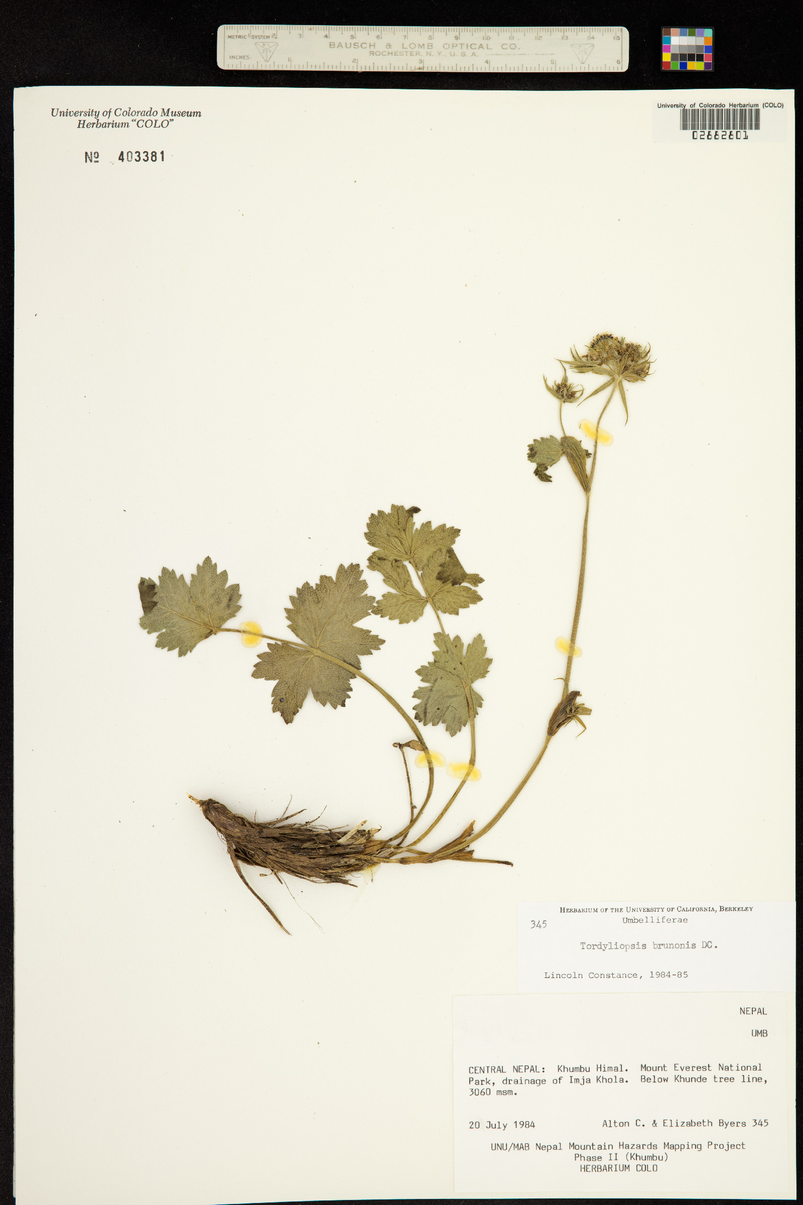 Tordyliopsis brunonis image