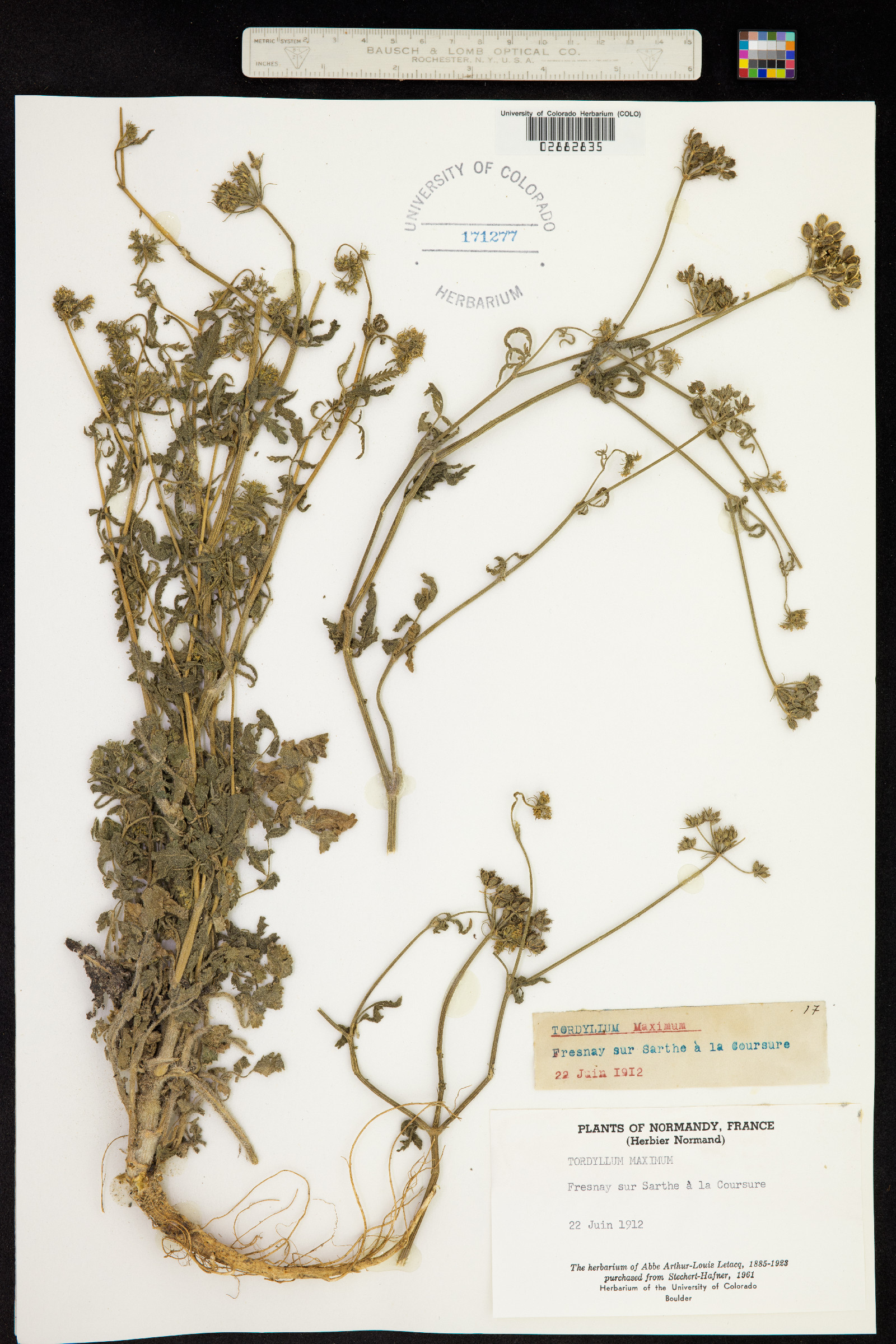 Tordylium image