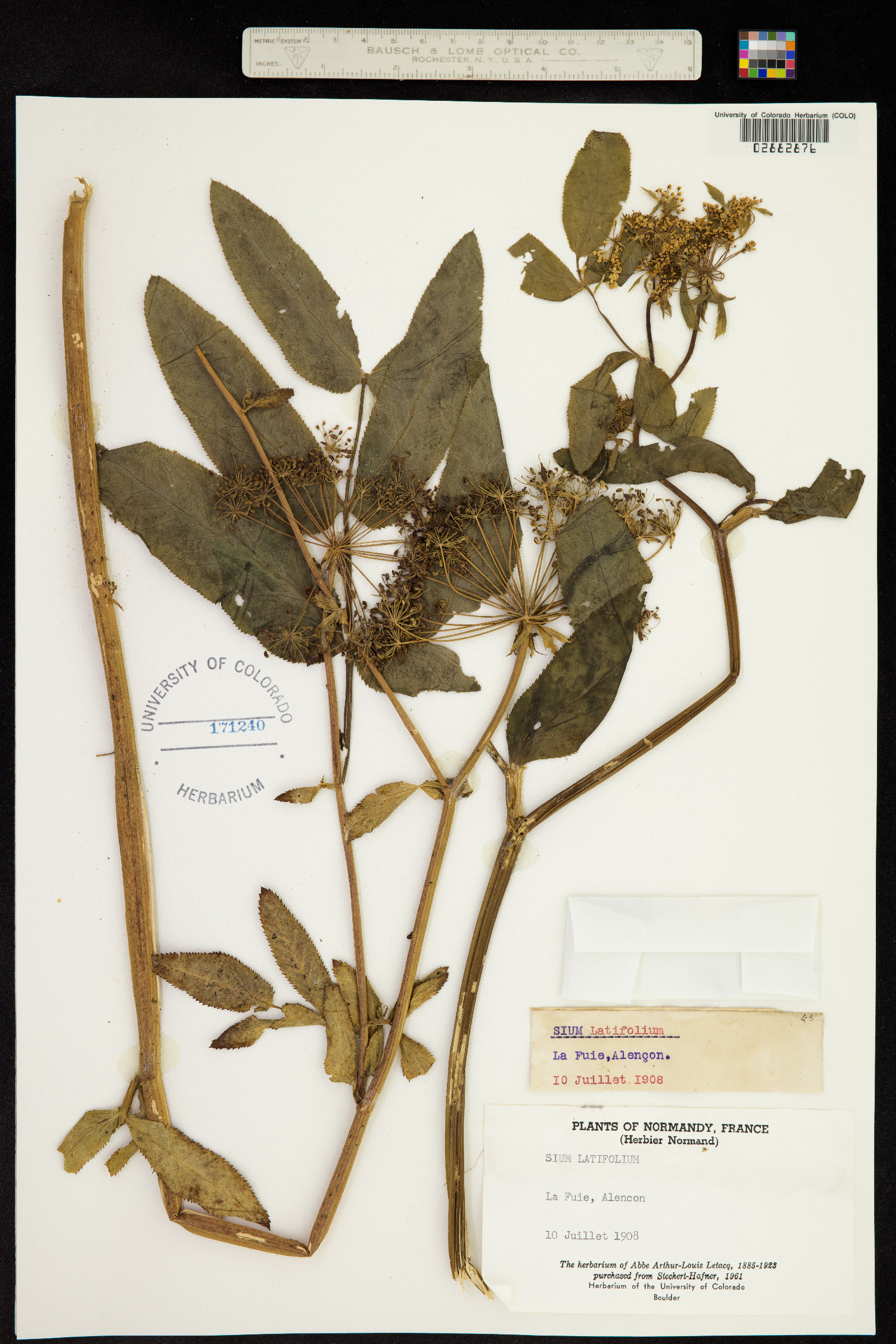 Sium latifolium image