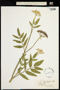 Image of Sium latifolium