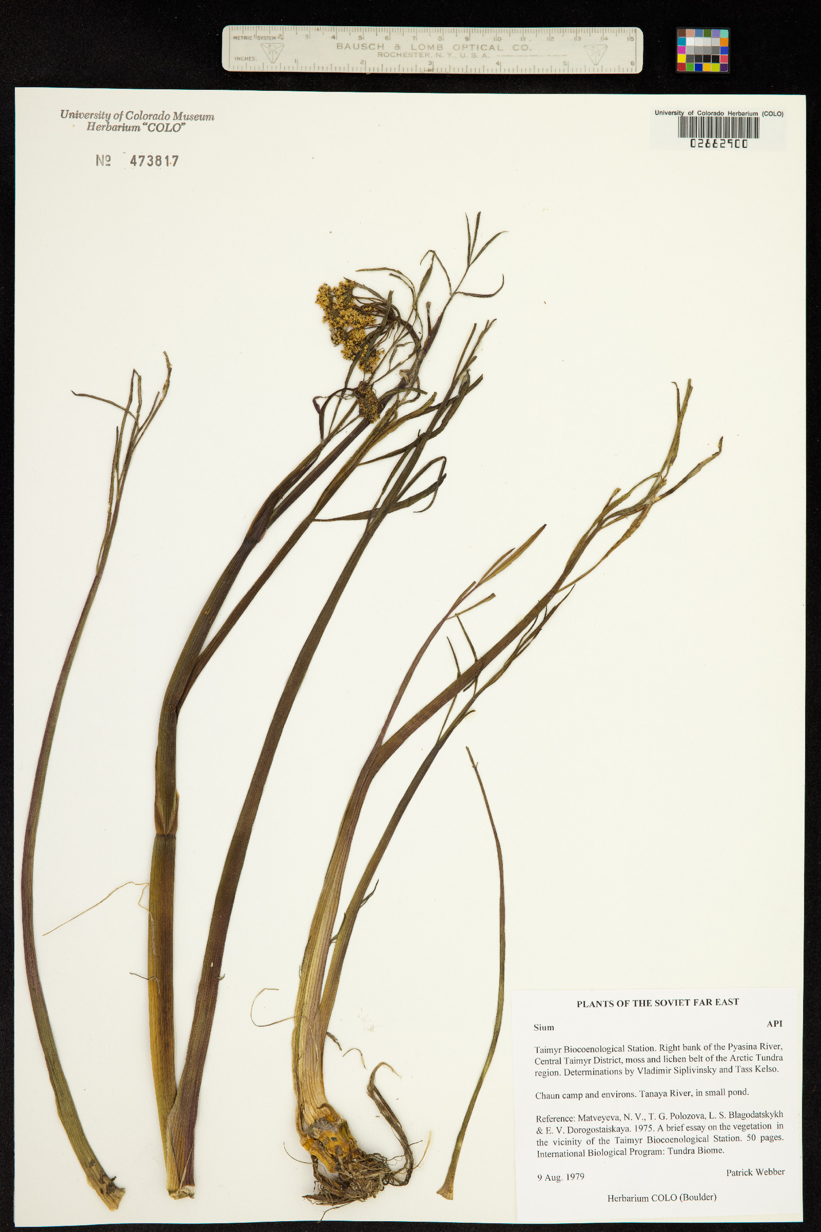 Sium image