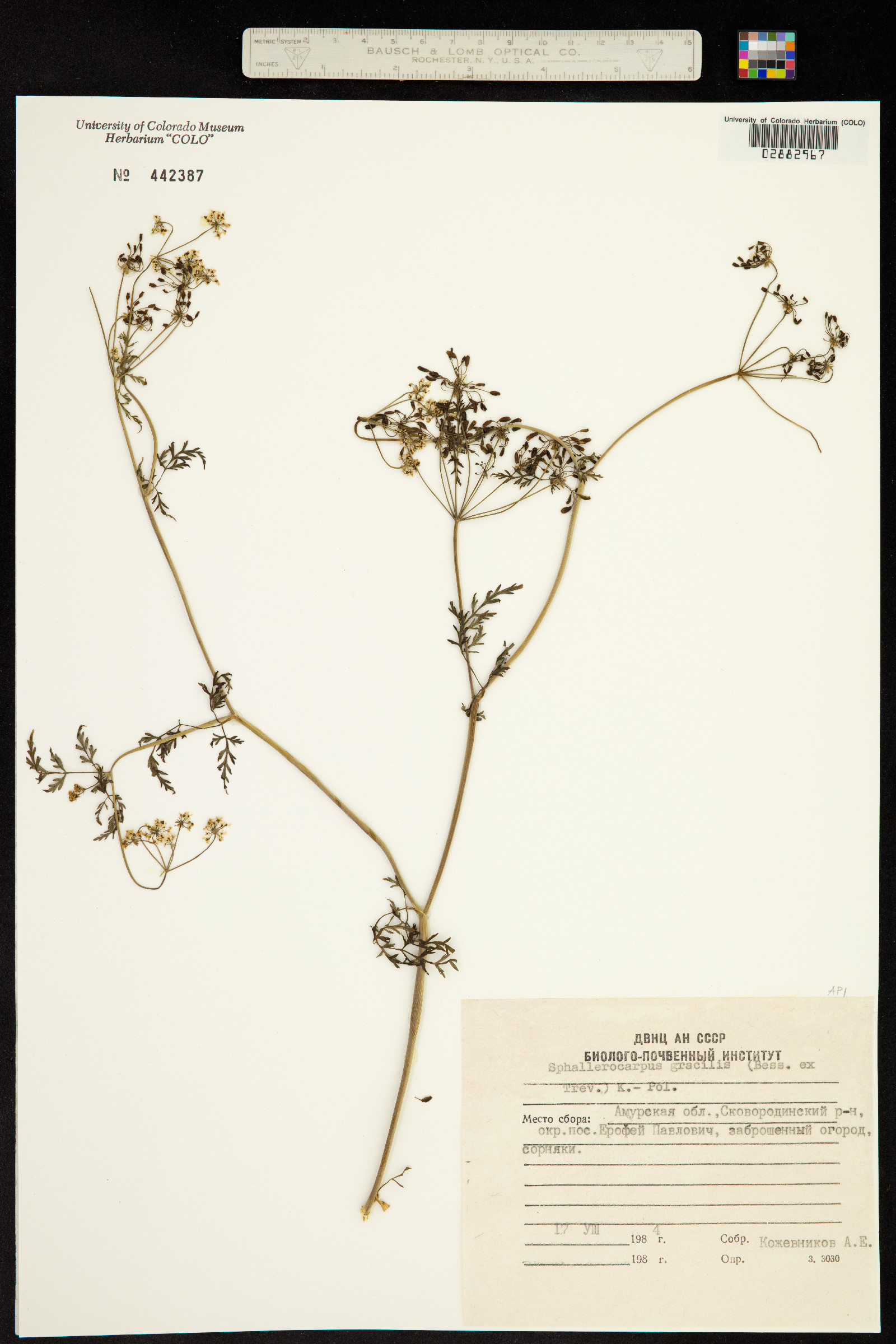 Sphallerocarpus gracilis image
