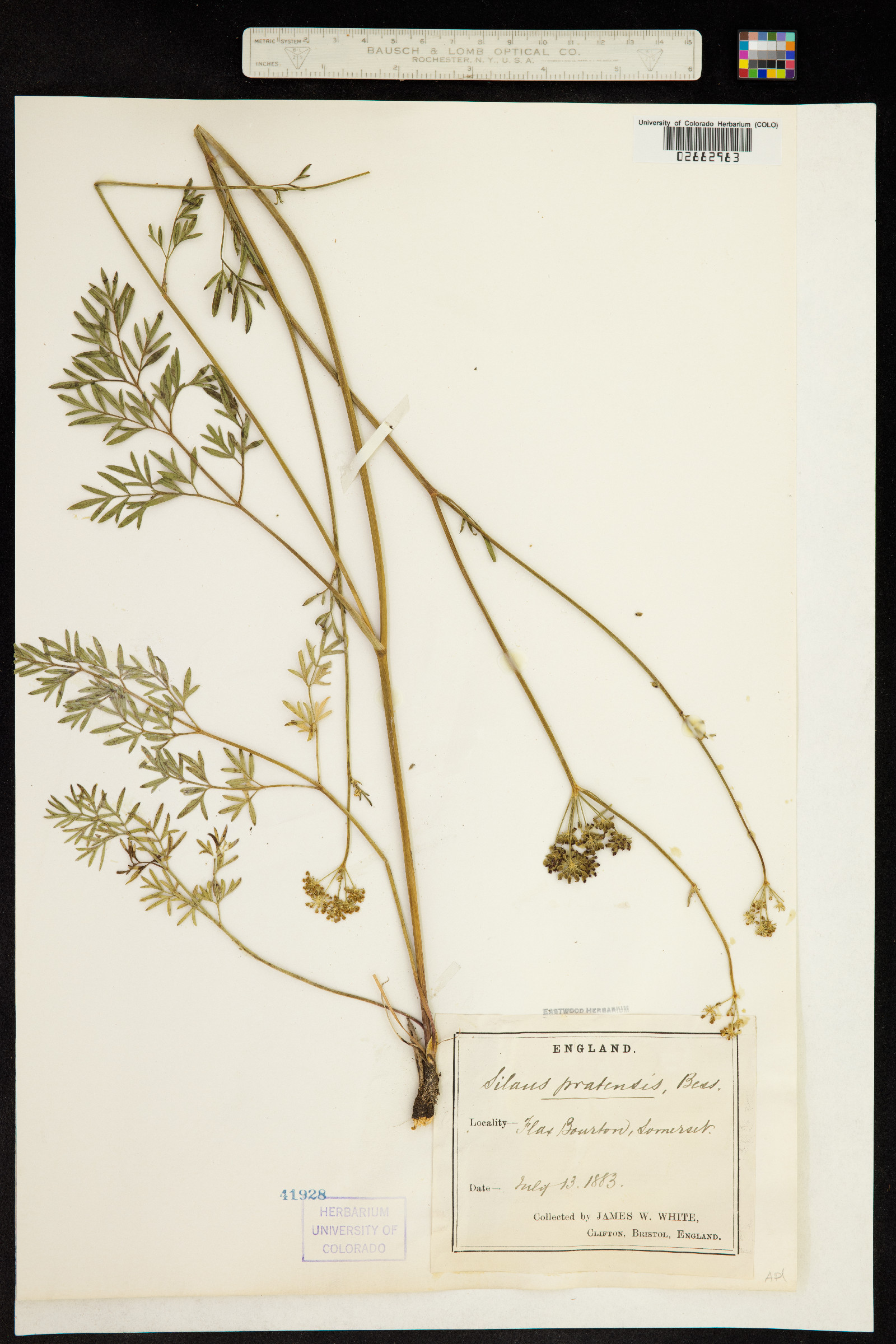 Silaum silaus image