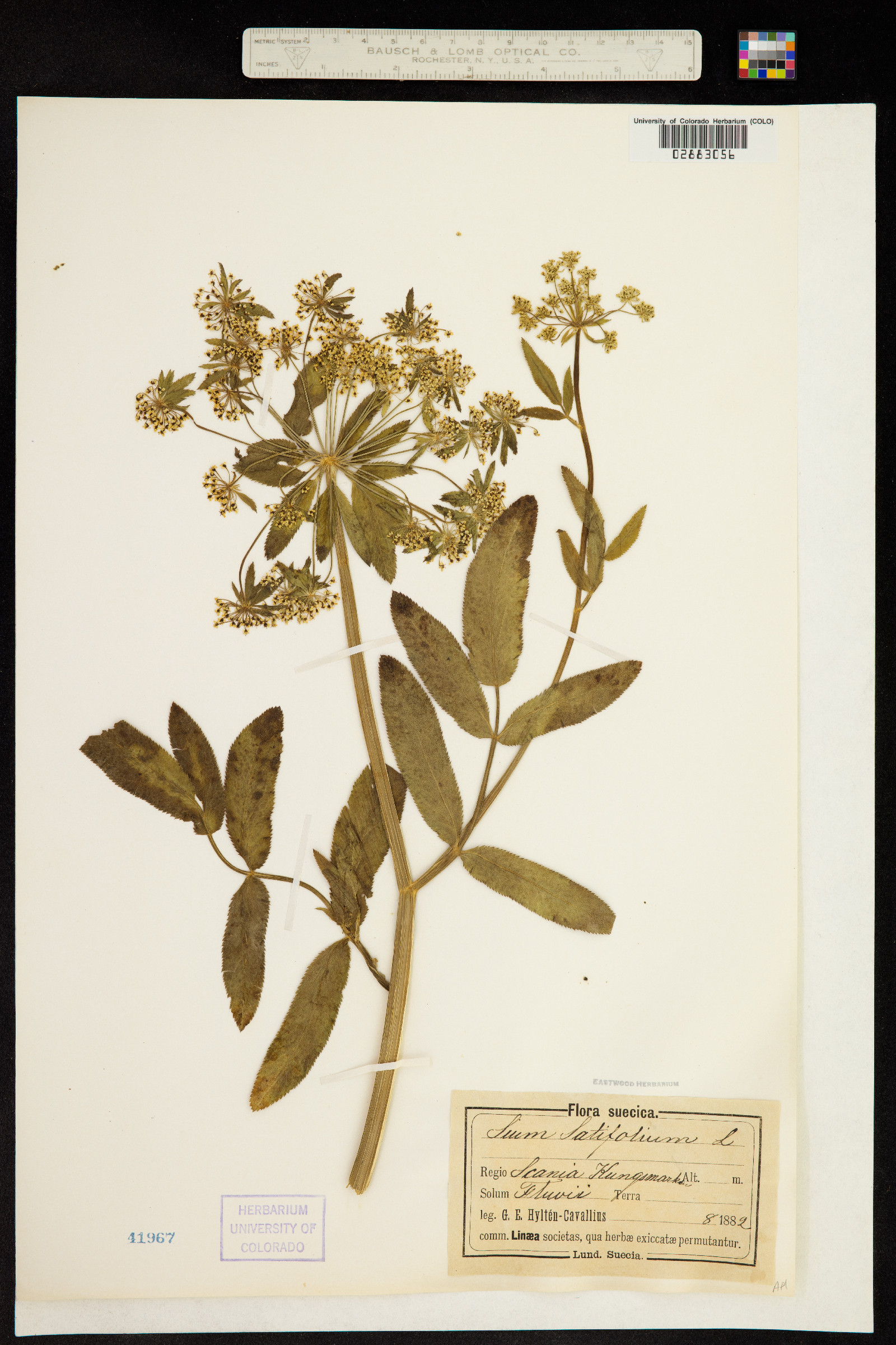 Sium latifolium image